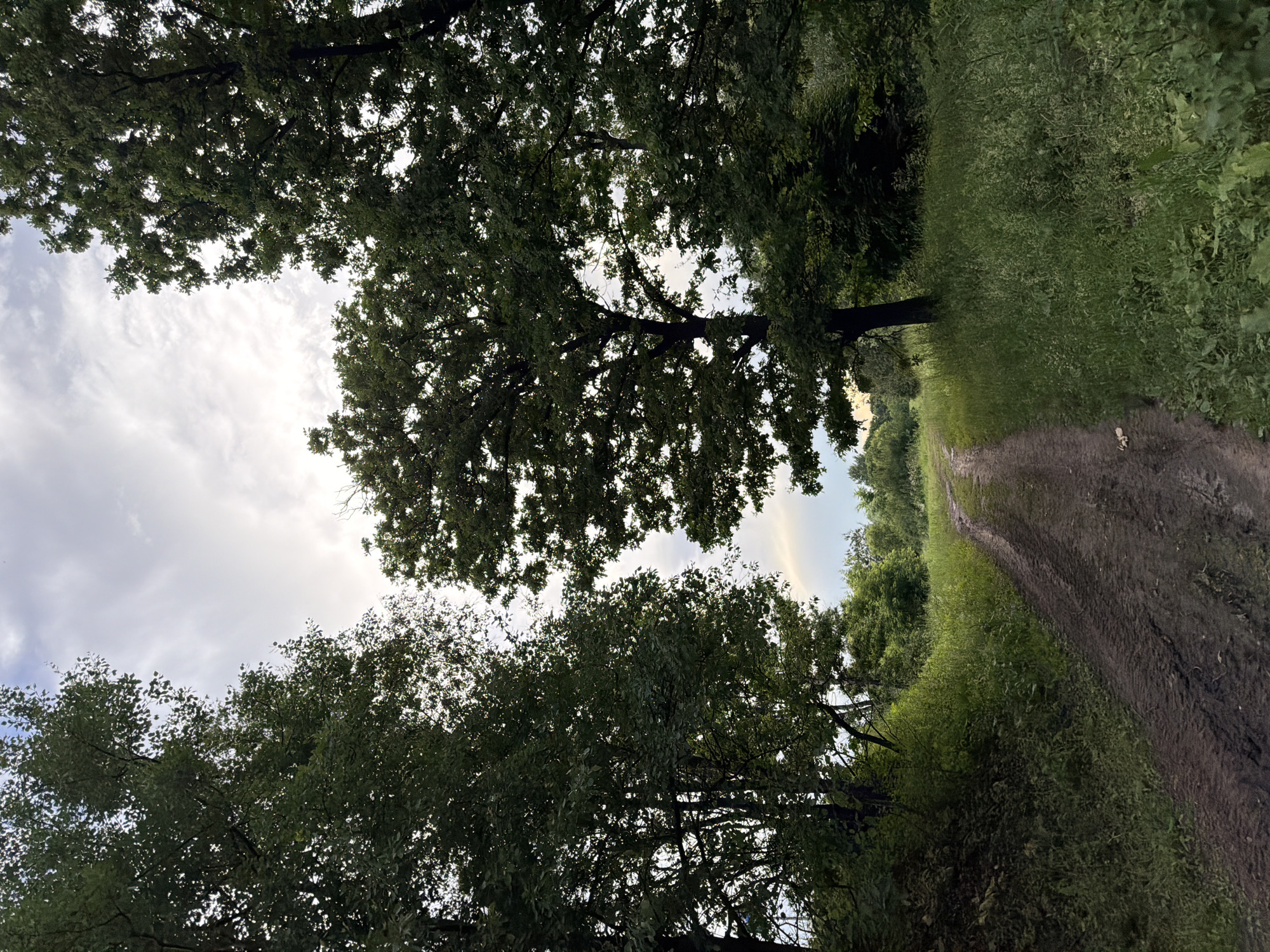 The image shows a dirt road winding through a wooded area. Tall green trees line both sides of the road, with dense foliage creating a canopy overhead. The sky above is overcast with some patches of light breaking through. The road appears to be slightly muddy and has tire tracks visible. The surrounding vegetation is lush and green, suggesting a natural or park-like environment. The scene evokes a sense of seclusion and natural beauty.