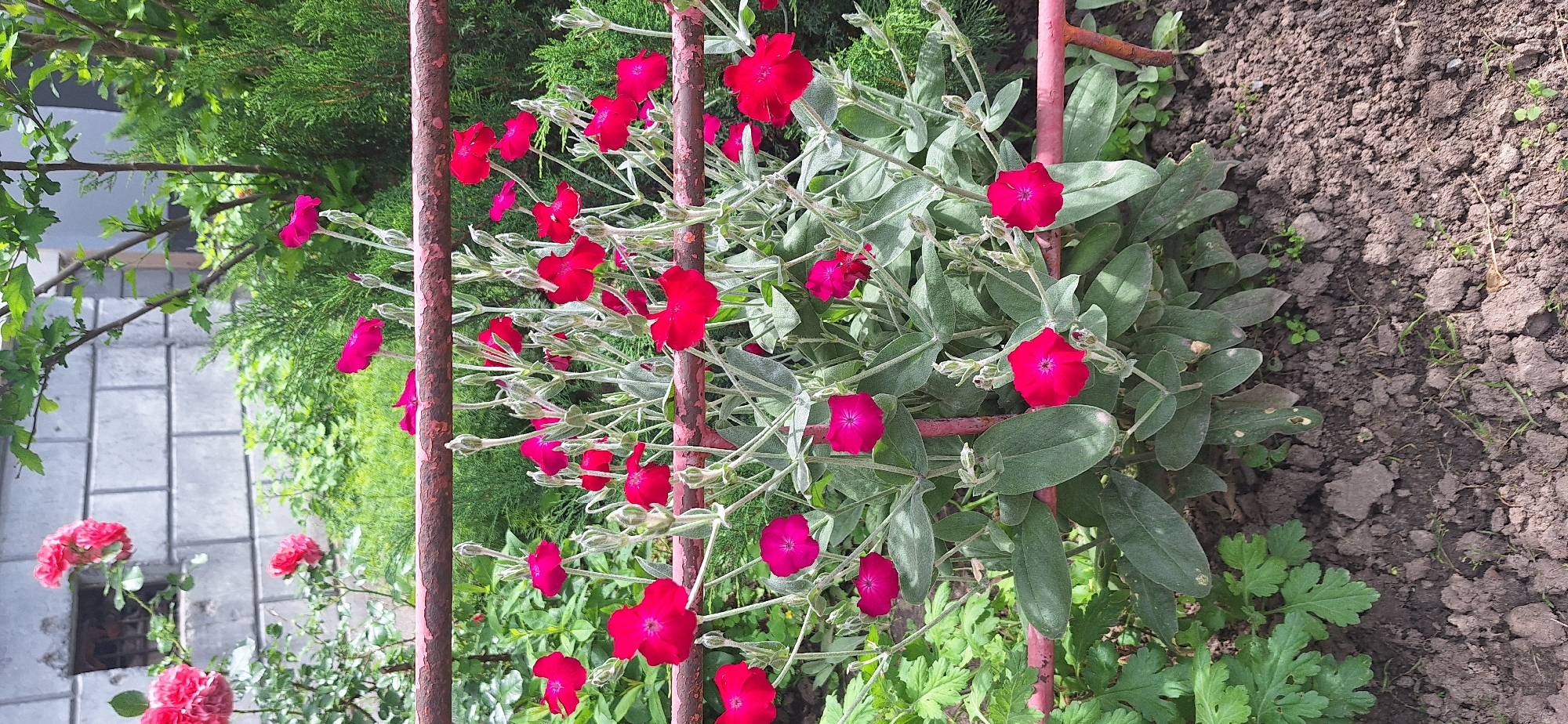 A cluster of bright red flowers with five petals and a dark center bloom in front of a weathered, pinkish-brown metal fence. The flowers are on tall, thin stems, with some unopened buds also visible. The foliage is a muted green with a slightly fuzzy texture. Behind the flowers and fence, a backdrop of lush green bushes and trees can be seen, with a hint of a grey brick wall and a window in the upper left corner. The ground in the foreground is dark, earthy soil with a few small green shoots. The image appears to be taken outdoors, likely in a garden setting, possibly in Bila Tserkva, Ukraine, given the plant types and typical urban garden aesthetics in that region. There are no people or animals present.