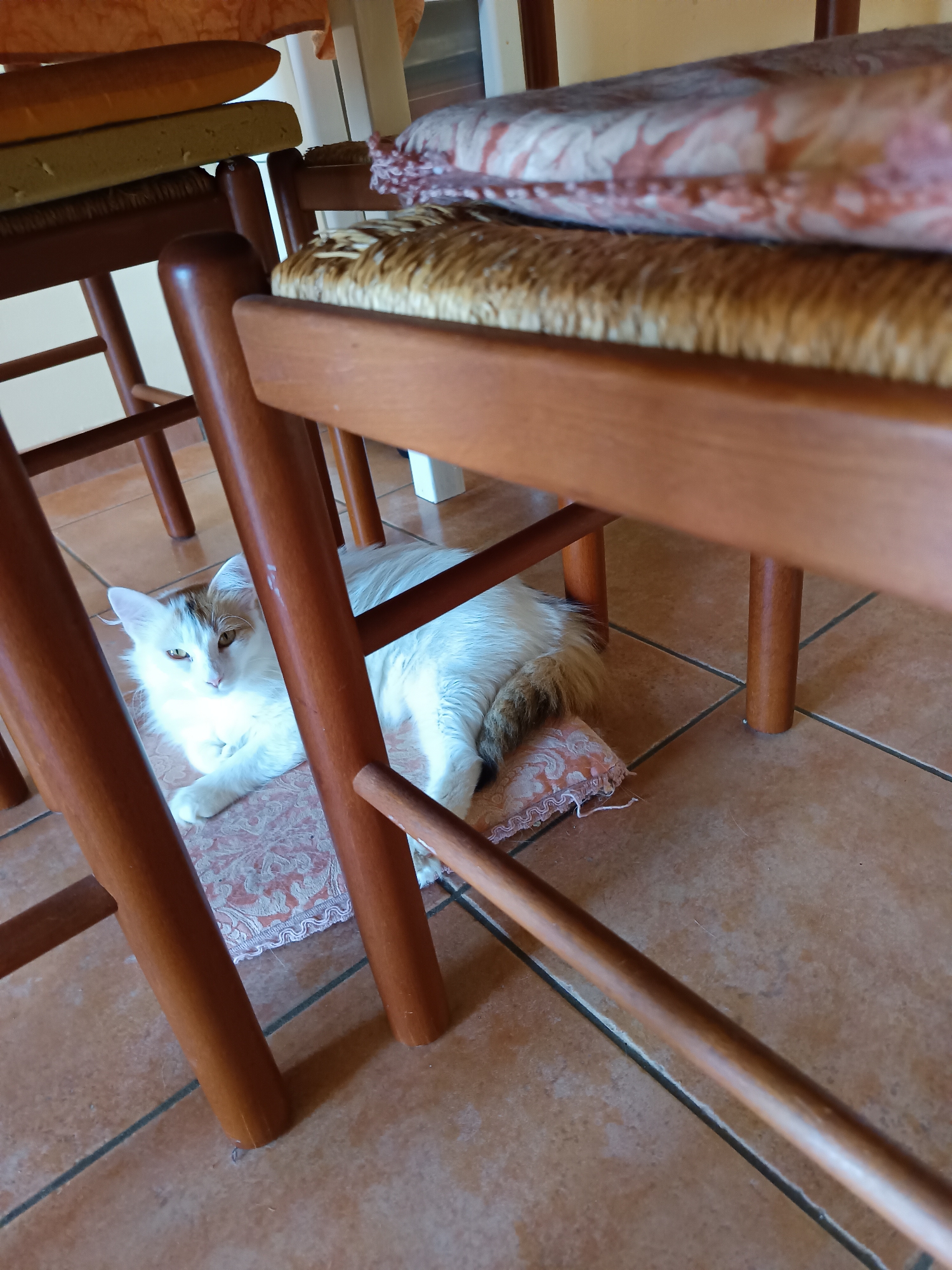 A white cat with brown markings on its head and tail lies on a small, patterned cushion on a tiled floor, under a wooden table with four visible legs. The cat is positioned in the lower-left quadrant of the image, facing towards the viewer with its head slightly tilted. Its paws are crossed in front of its body. The table legs are a rich brown wood, and the floor tiles are a warm, terracotta color with dark grout lines. The scene appears to be indoors, possibly in a home or a restaurant, given the presence of chairs and a table. There is no indication of the specific location within Roseto degli Abruzzi, Italy, beyond what can be inferred from the general description of a tiled floor and wooden furniture.