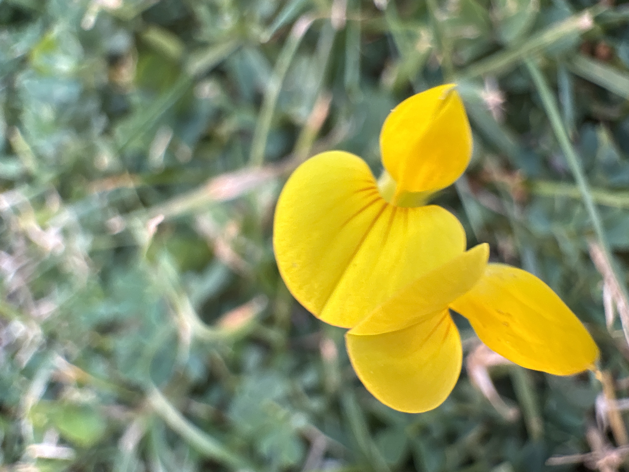 A close-up, eye-level shot showcases a bright yellow flower with distinct reddish veins, positioned centrally in the frame. The flower consists of multiple petals, with the larger upper petals forming a characteristic shape. The background is softly blurred green grass, suggesting an outdoor setting in Chelmsford, United Kingdom. The lighting is natural, likely daylight, creating a gentle illumination on the flower. No people or animals are present. The scene appears to be a still moment in a natural environment.