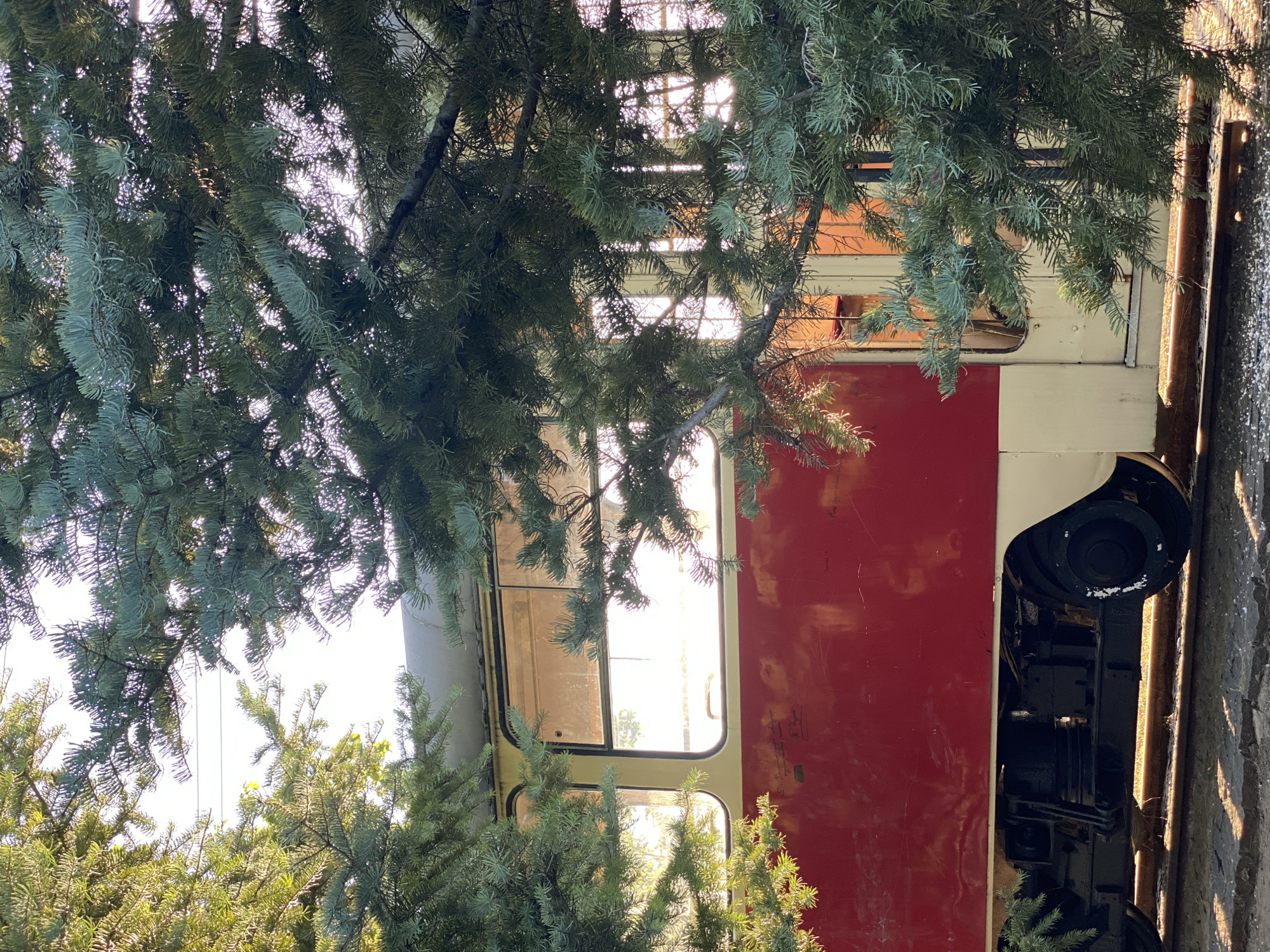 An old, weathered tramcar with a red and cream exterior sits on railway tracks, partially obscured by the branches of coniferous trees. The tramcar's windows are tinted and reflect sunlight, suggesting it's daytime. The lower portion of the tramcar shows its wheels and undercarriage, which are dark and industrial. The surrounding environment appears to be outdoors, with dappled sunlight filtering through the foliage and onto the tracks. The scene has a slightly overgrown, abandoned feel. This tramcar is located in the open-air museum of the Public Transport Enterprise (RTEC) in Chișinău, Moldova, which preserves historical vehicles.