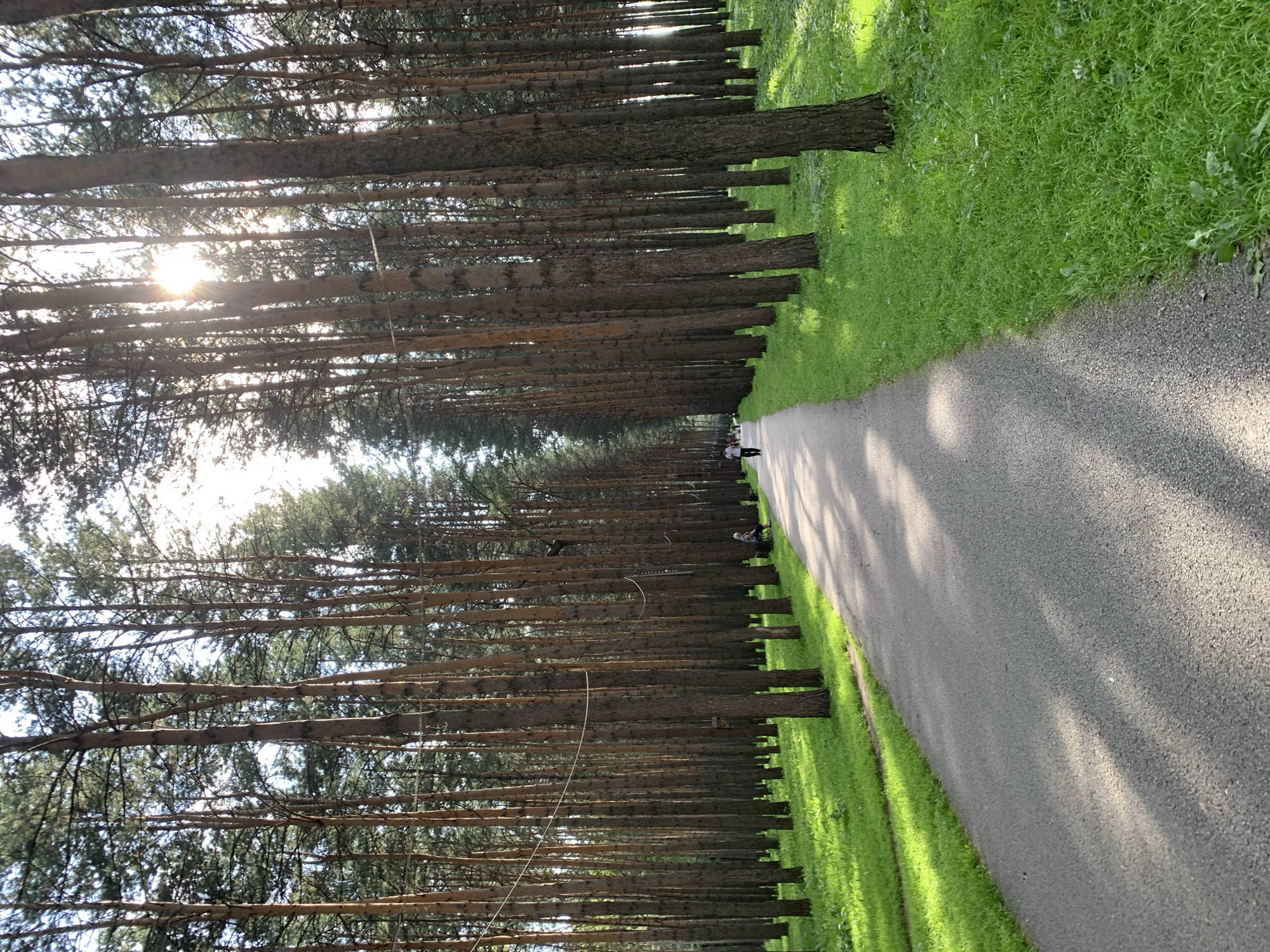 The image depicts a paved pathway winding through a dense forest of tall pine trees. The sun shines brightly through the trees, casting dappled shadows on the path and the lush green grass bordering it. In the distance, several people are visible walking or sitting, enjoying the serene environment. The scene suggests a park or a recreational area within a city. Given the context, this could be a scene from a park in Prokopyevsk, Russia, known for its pine forests and recreational spaces.