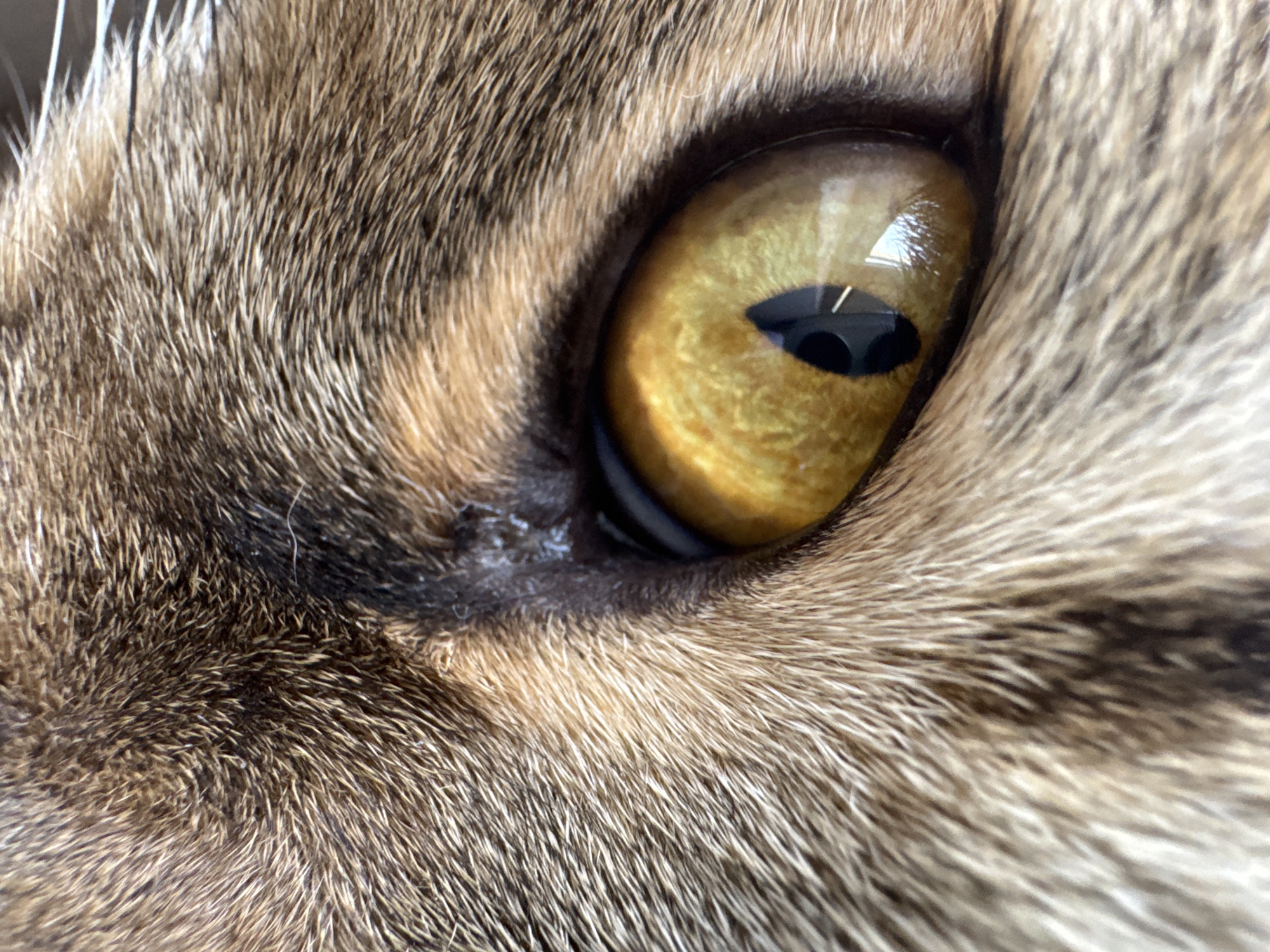 This is a macro photograph of a cat's eye, focusing on the iris and pupil. The cat has golden-yellow irises with dark, slit-shaped pupils. The surrounding fur is a mix of brown, tan, and black stripes, typical of a tabby cat. The fur appears soft and dense. The reflection in the pupil suggests an indoor environment with artificial lighting. There is no visible text in the image. The time of day, weather, and specific location within Mikhaylovsk, Russia, cannot be determined from the image alone.