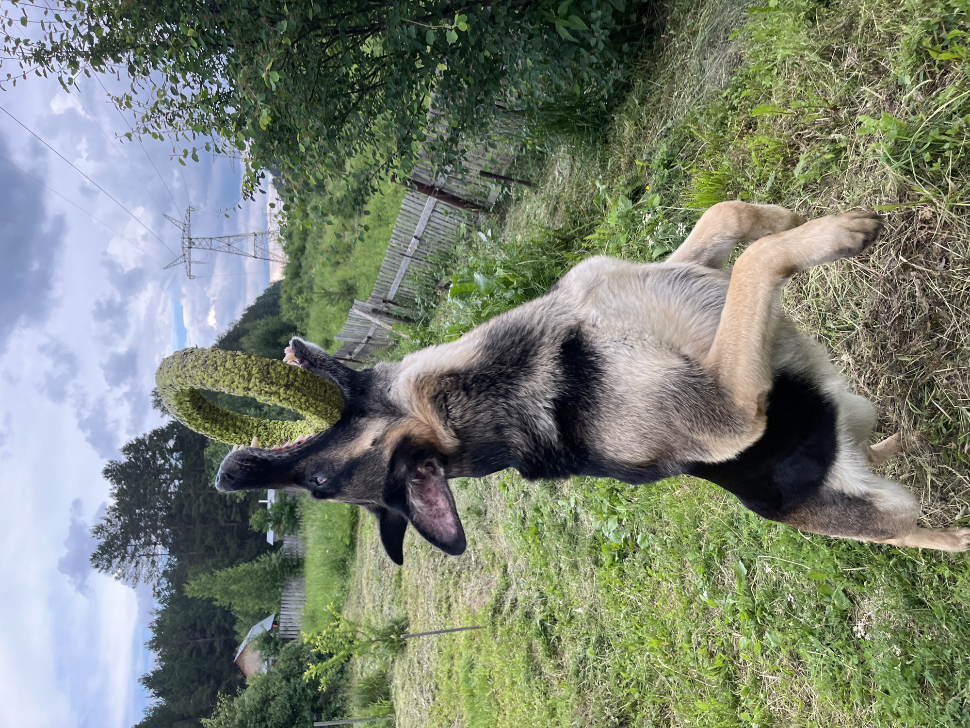 A German Shepherd dog is captured mid-air, leaping to catch a green, ring-shaped toy in its mouth. The dog is on its hind legs, with its front paws extended upwards. The background shows a rural landscape with a wooden fence, trees, and a cloudy sky. There are also power lines and a transmission tower visible in the distance, suggesting a location near industrial or power infrastructure. The setting appears to be an outdoor area, likely a yard or field, with grass and some cut vegetation. The image was taken in Nizhny Tagil, Russia.