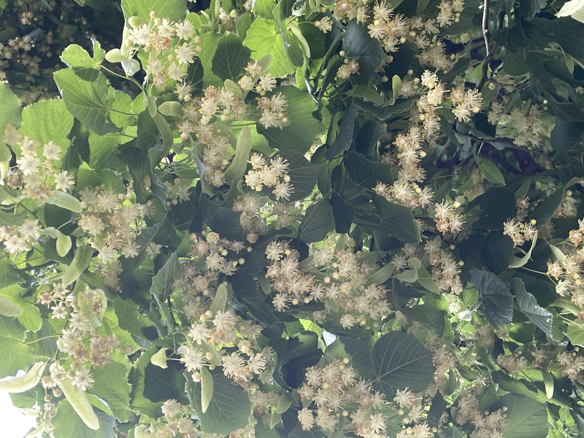 The image shows a close-up view of a tree with numerous clusters of small, pale yellow flowers and green leaves. The flowers appear to be in bloom, with some showing developing seed pods. The foliage is dense, creating a layered effect. The lighting suggests it is daytime, with light filtering through the canopy. There are no people or man-made objects visible in the image. The scene depicts a natural element within an urban environment, likely a park or streetscape in Unknown, Unknown.