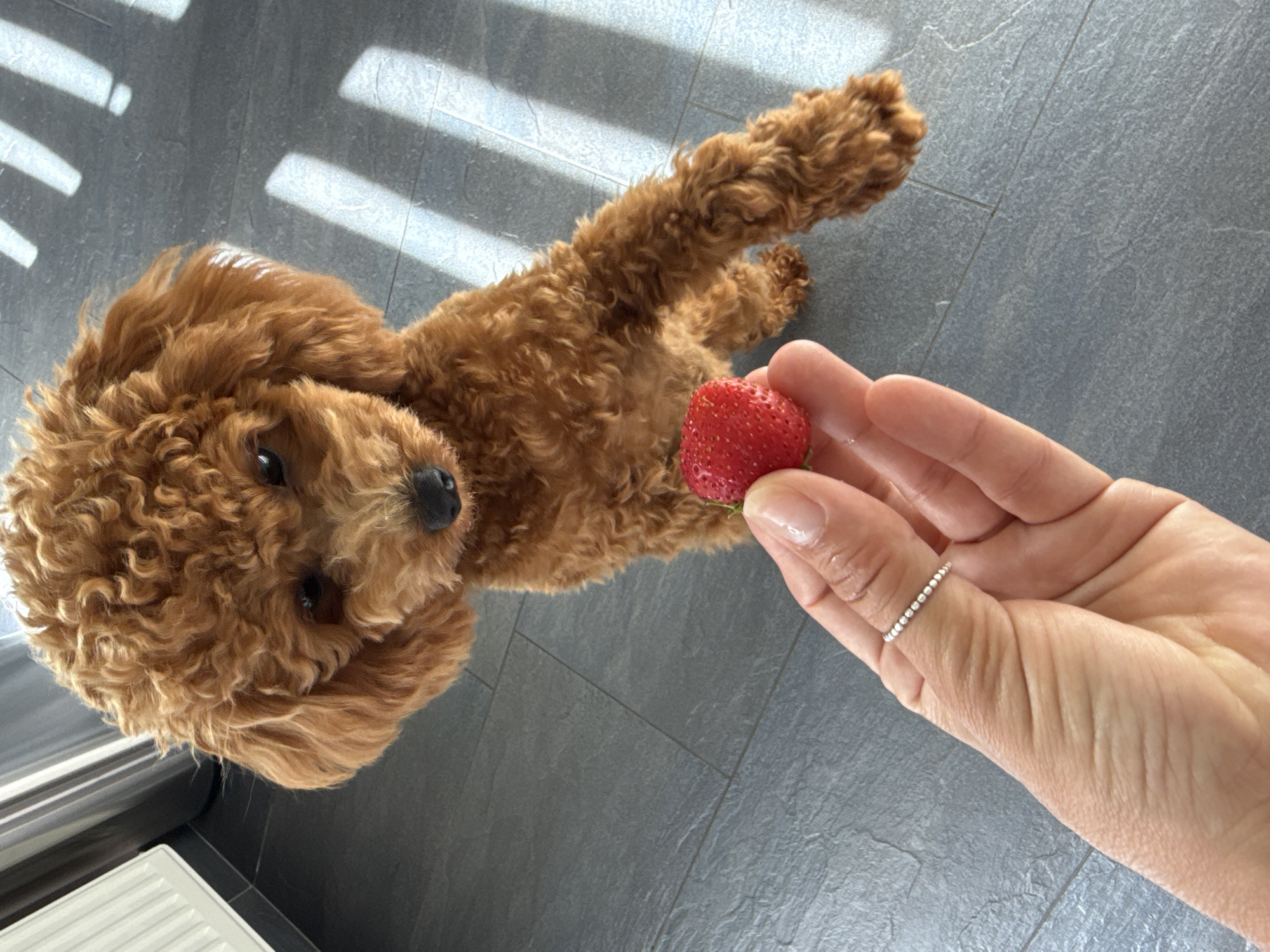 A toy poodle with curly, reddish-brown fur is looking at a strawberry held out by a human hand. The dog is sitting on a tiled floor that appears to be grey slate. Sunlight is casting diagonal stripes of light and shadow across the floor from right to left. The hand holding the strawberry is a person's left hand, and they are wearing a thin, beaded silver ring on their thumb. The background shows a glimpse of a white radiator or similar fixture to the left and a metallic appliance to the far left. The scene is likely indoors, given the tiling, lighting, and presence of household items. The location is Marum, Netherlands.