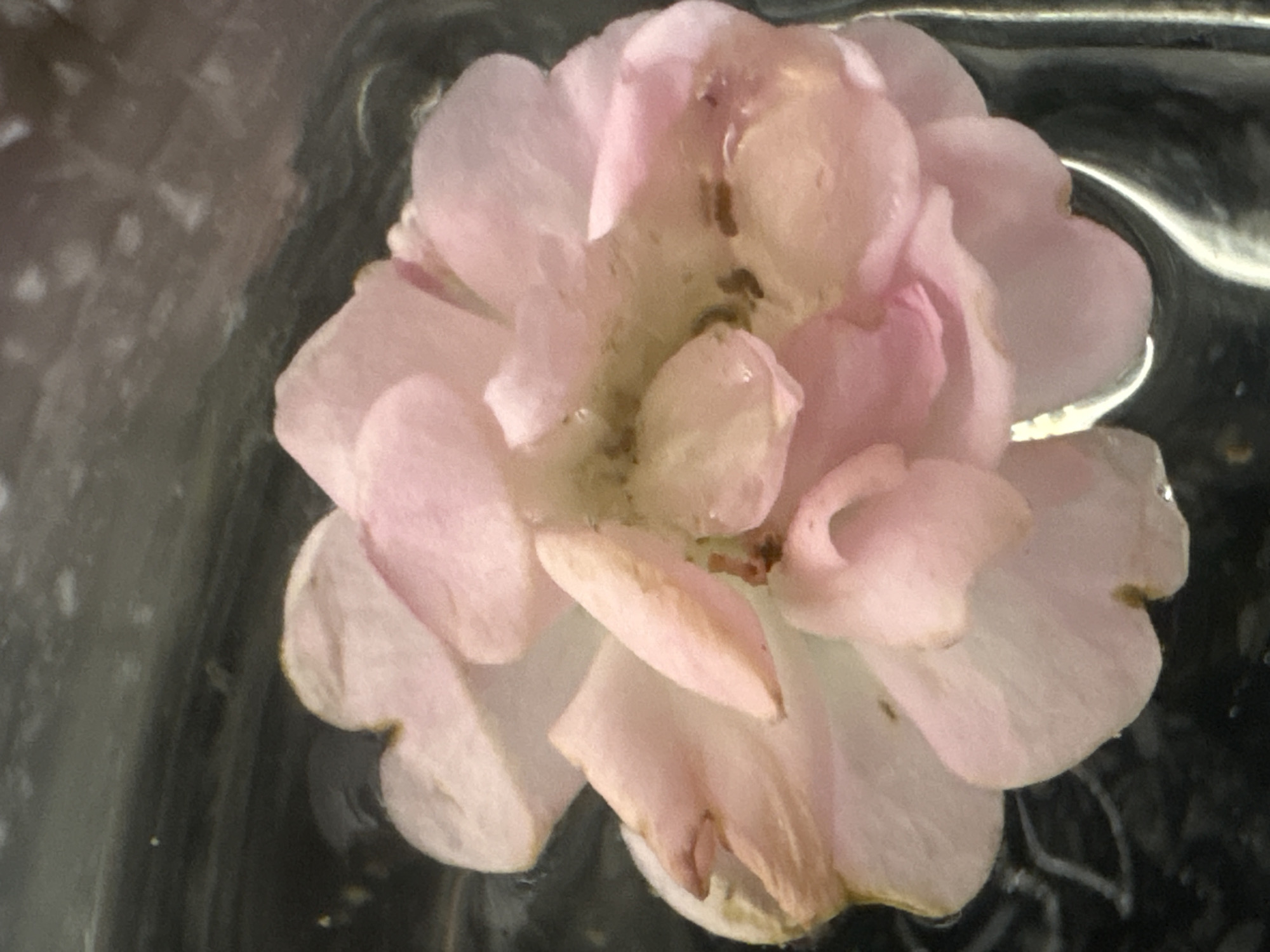 A close-up, overhead shot shows a wilting pink rose floating in dark liquid, likely water within a glass container. The rose petals are soft and translucent, with some showing brown discoloration and signs of decay. Tiny dark specks, possibly debris or insects, are visible on the petals and within the liquid. The background is dark and out of focus, with subtle reflections suggesting a surrounding environment. The image is not cropped to include any identifiable landmarks or signs of the city of Georgiyevsk, Russia, or any people.