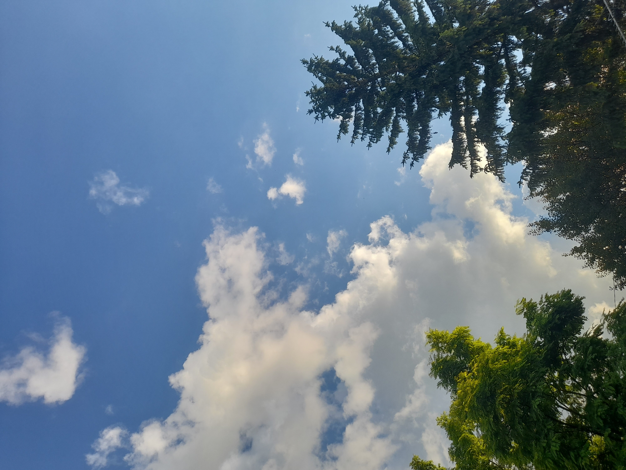 The media file captures an upward-looking view of a bright, clear blue sky with scattered fluffy white clouds. The sun is shining, suggesting it is daytime, likely morning or afternoon. The scene is dominated by the sky and foliage from trees. In the upper right and middle right of the frame, dark green evergreen tree branches are visible, some reaching towards the center of the image. In the lower right, vibrant green leafy branches of another tree are also present, with sunlight filtering through the leaves, highlighting their bright green color. The sky itself is a striking azure blue, with a few wispy clouds and larger, more defined cumulus clouds adding texture and depth to the expanse. The overall impression is one of a pleasant, sunny day, possibly in a natural or park-like setting, given the abundance of trees. There are no people, objects, or visible text in the image. The location context provided is Kliushnykivka, Ukraine.