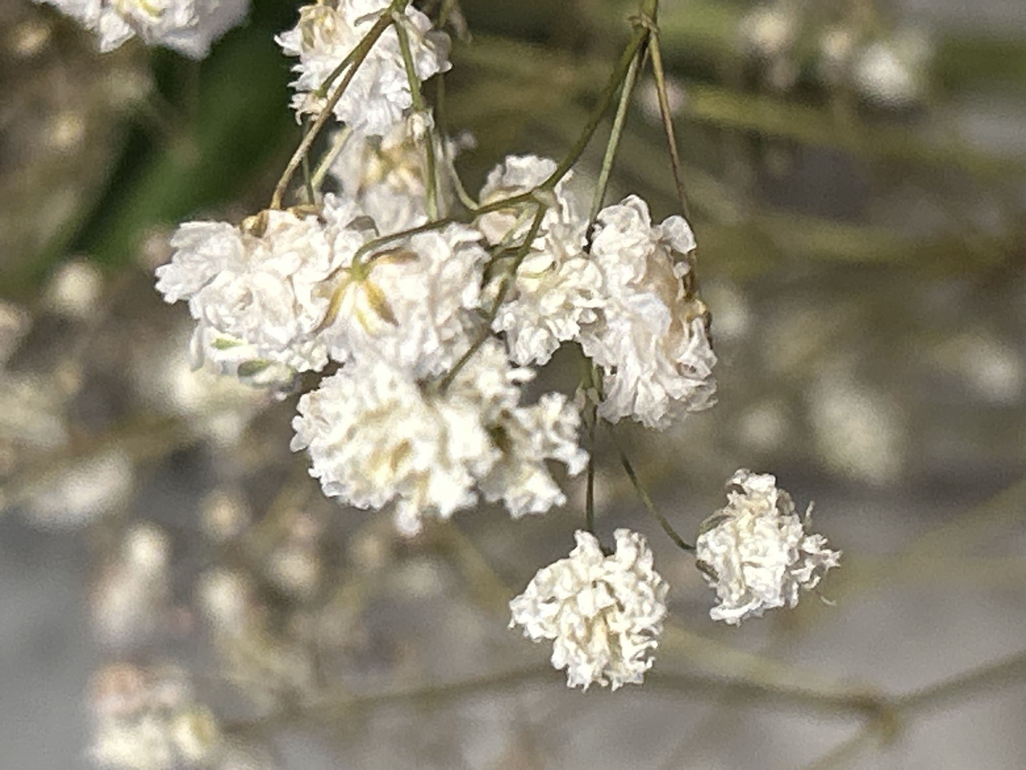 This is a close-up, macro photograph of a sprig of baby's breath flowers. The flowers are small, delicate, and clustered together, with a pale white color and some hints of yellow at their centers. They are arranged on thin, wiry stems. The background is softly blurred, featuring muted tones of beige, gray, and a hint of green, suggesting a natural or floral arrangement setting. The lighting appears to be natural, casting subtle shadows and highlighting the textures of the petals. The image focuses on the intricate details of the flowers, emphasizing their fragile beauty.