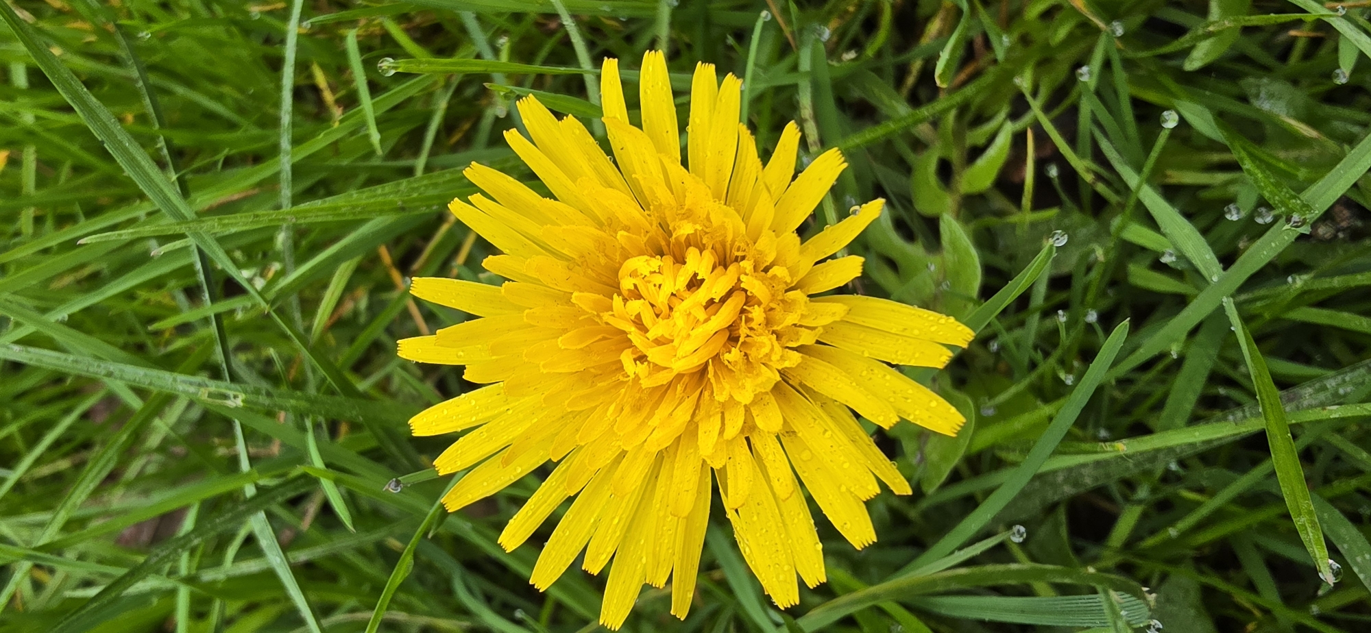 A close-up shot presents a vibrant yellow dandelion flower in full bloom. The flower head is densely packed with ray florets radiating outwards. Fine water droplets are visible on the flower petals. The dandelion is nestled amongst green grass blades. Several grass blades have small, spherical water droplets clinging to them. The scene appears to be outdoors. Given the presence of grass and the lack of discernible man-made structures, the location is likely a natural environment such as a park or field, within the Reigate and Banstead, United Kingdom area.