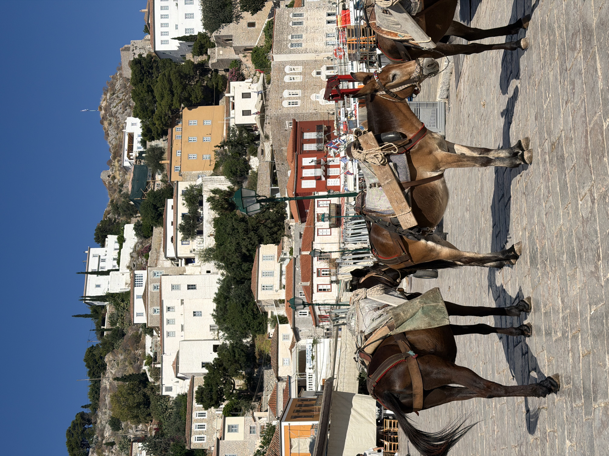 The image shows a street scene in the Greek island town of Hydra. Three mules, equipped with packsaddles, stand on a cobblestone street. In the background is a hillside village with white buildings, green trees, and a blue sky. The buildings are densely packed together, rising up the slope. A Greek flag flies on a hill in the background.