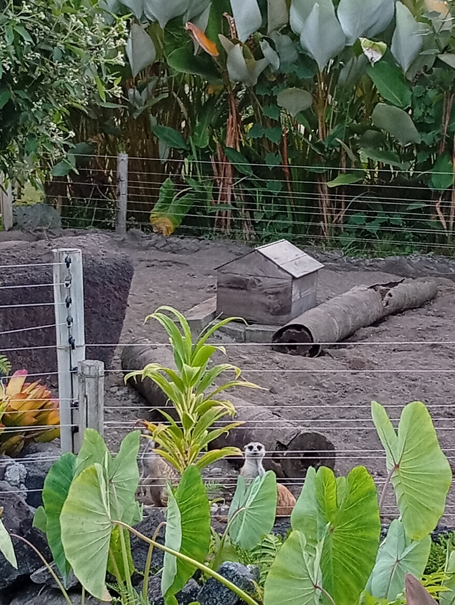 The image depicts an outdoor enclosure, possibly at a zoo or wildlife park, with a focus on several meerkats. The environment is characterized by sandy ground, rocks, and dense tropical foliage, including large-leafed plants. In the background, there is a small, dark, shed-like structure and a large, hollow cylindrical object, possibly a tunnel. A wire fence runs horizontally across the frame, separating the foreground from the enclosure. Several meerkats are visible: one stands upright on its hind legs in the middle ground, facing the camera with a curious expression. Another meerkat is partially visible in the background, near a rocky outcrop and what appears to be an entrance to an underground burrow. The lighting suggests it is daytime, with some shadows cast by the foliage and structures. The scene is located in Tampaksiring, Indonesia, a region known for its natural beauty and cultural sites.