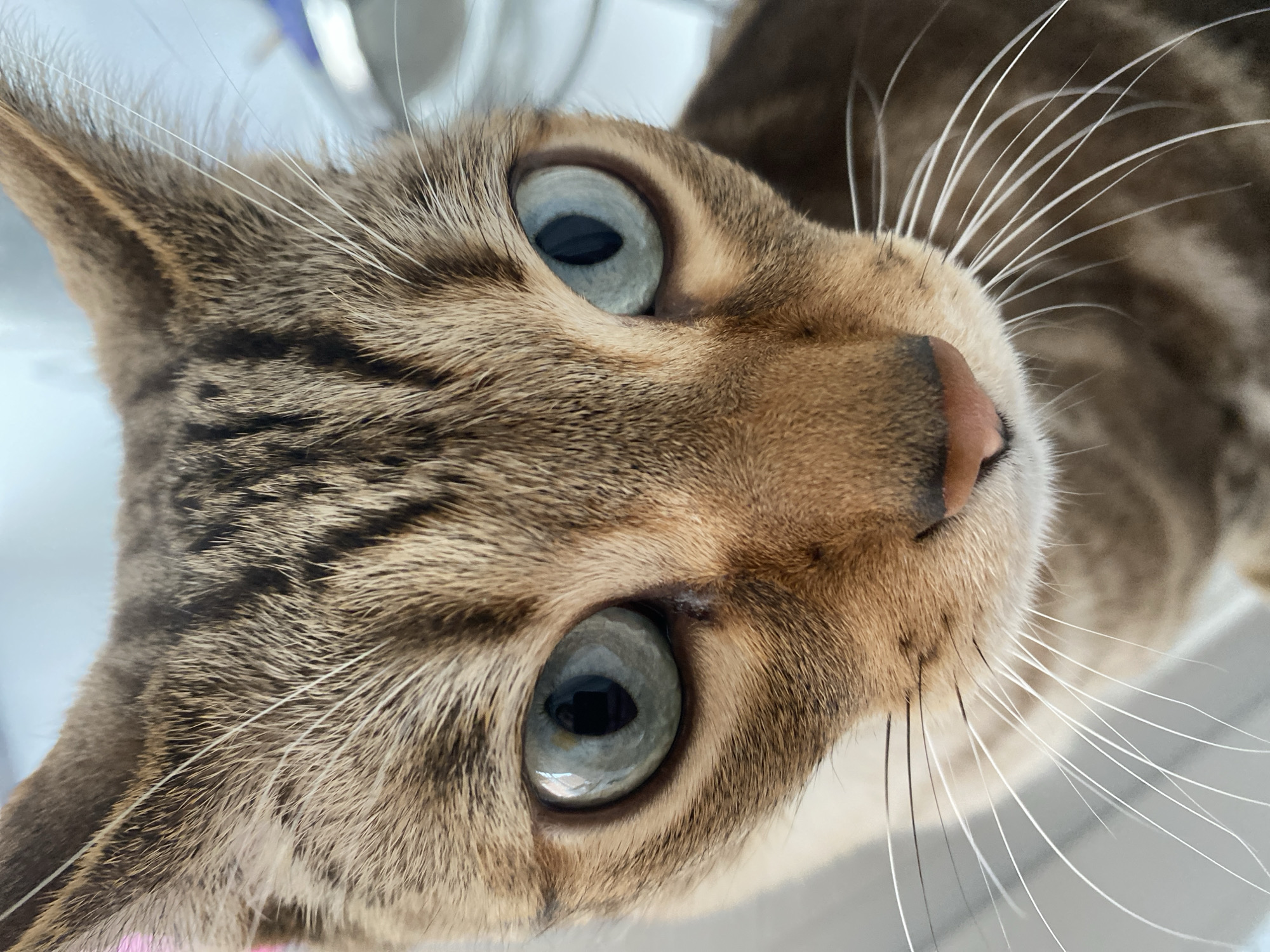 A close-up, angled shot captures the face of a brown tabby cat with striking pale blue eyes. The cat's face is tilted towards the viewer, emphasizing its large eyes and long white whiskers. The background is slightly blurred, but appears to be a light-colored, possibly white, surface. The scene appears to be indoors. There is no specific information to indicate that this image was taken in Chaikovsky, Russia.