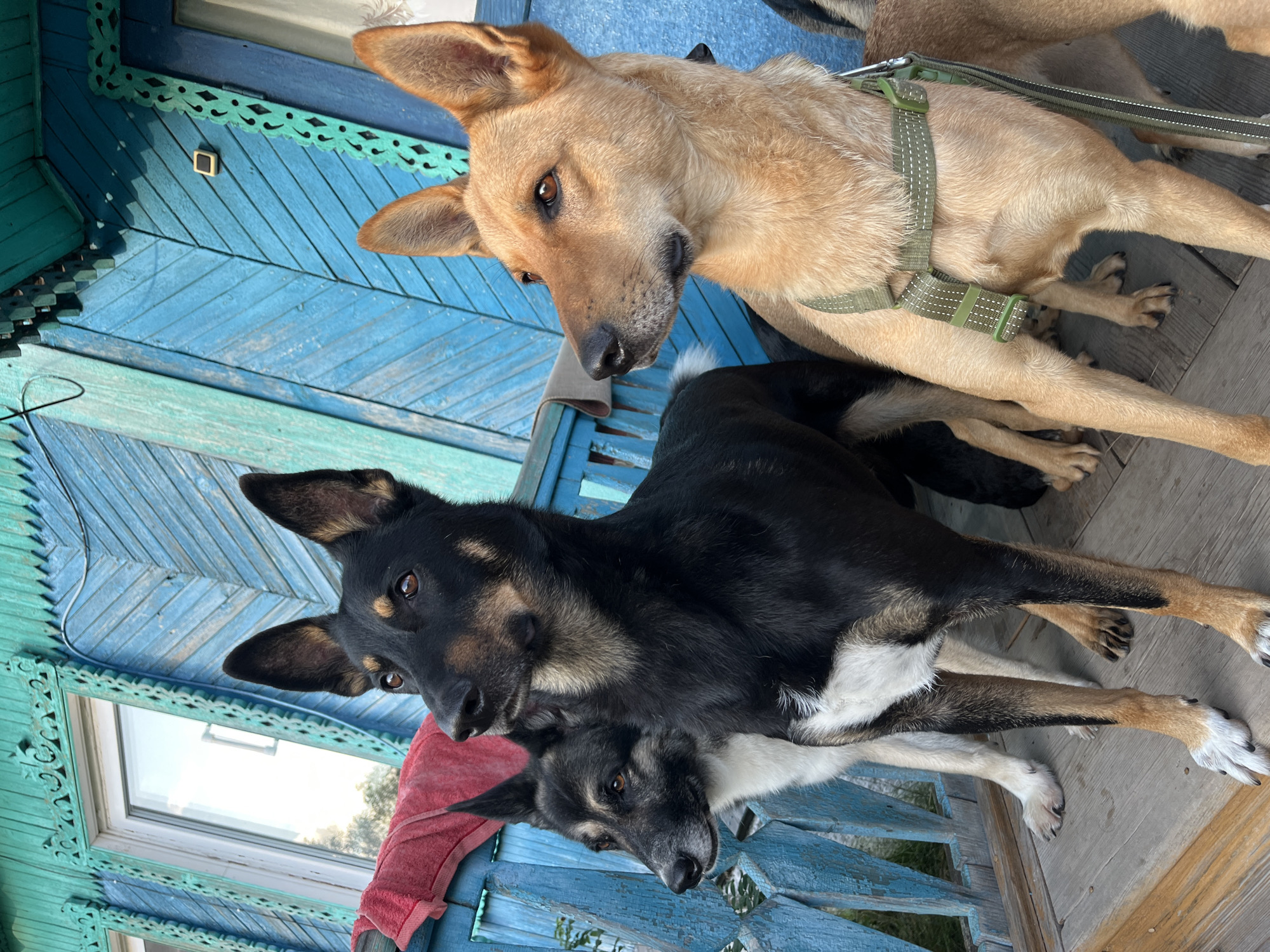 Three dogs, a black and tan German Shepherd mix in the center, a black and white dog to its left, and a tan dog wearing a green harness to the right, stand on a wooden porch. The porch is attached to a blue wooden house with ornate trim around a window. The scene appears to be set in Nizhny Tagil, Russia, based on the architectural style of the house. The dogs are looking in the same direction, suggesting a shared focus or observation.