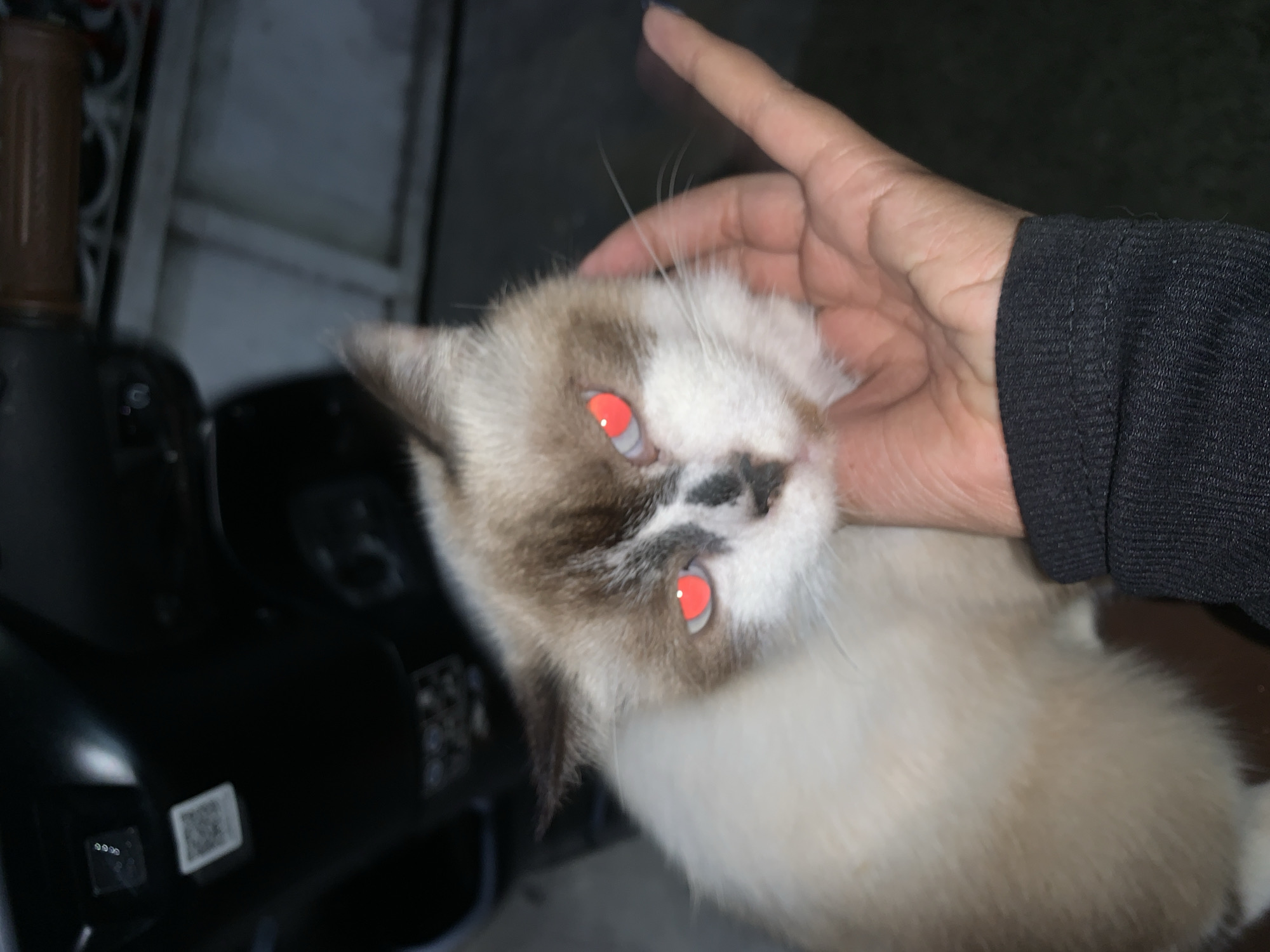 A white and light brown cat with red eyes sits on a black scooter. A person's hand is placed on the cat's head. The person's sleeve is black. A wooden post is visible behind the scooter. The scooter has a sticker or label on it. The location is Tamansari, Indonesia.