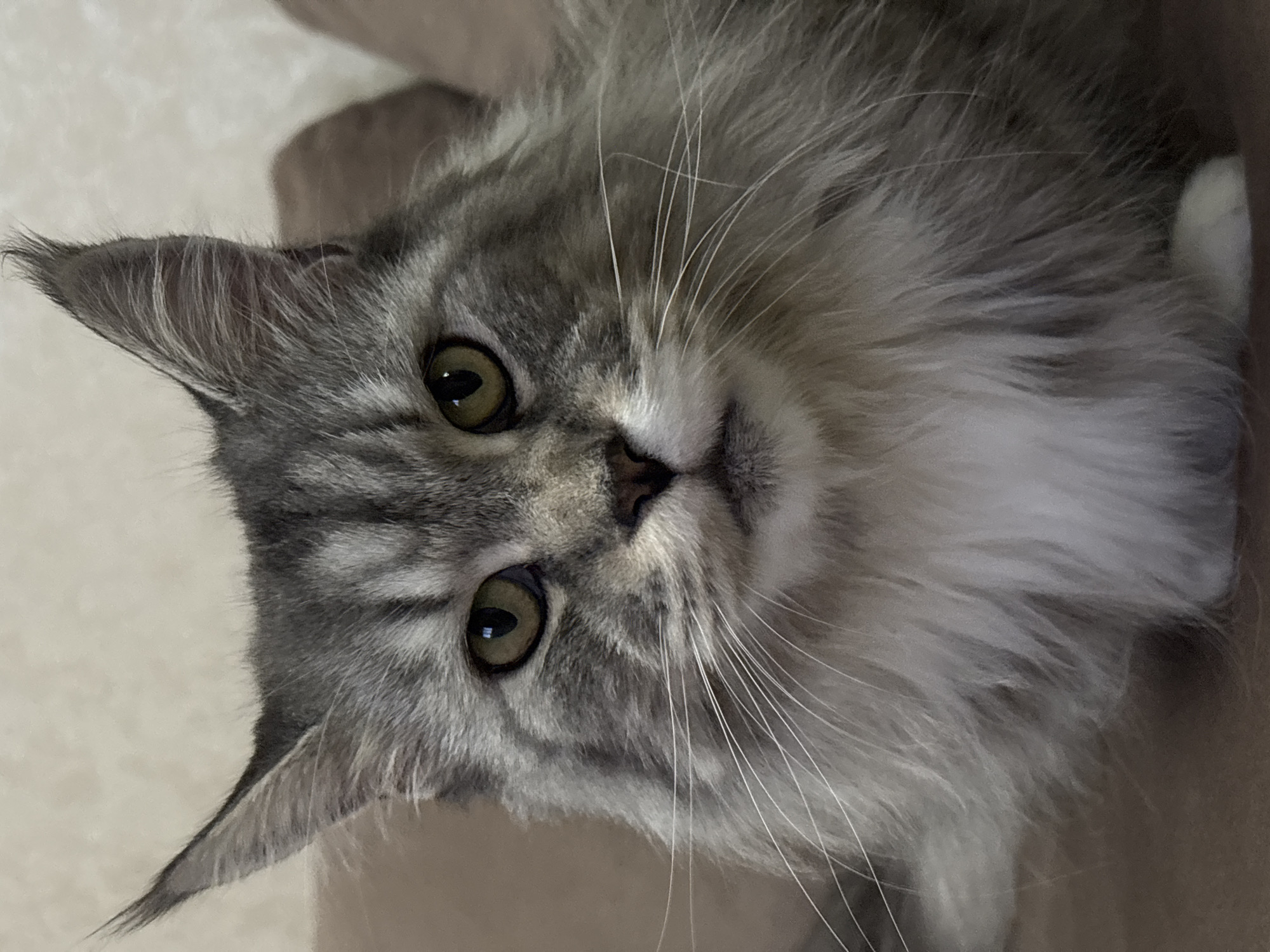 The image is a close-up portrait of a Maine Coon cat with grey tabby markings and a white chest. The cat has large, tufted ears, striking green eyes, and prominent white whiskers. The cat is looking directly at the camera with a calm expression. The background appears to be an indoor setting, with a textured wall and a soft, brown surface, possibly upholstery. There is no discernible location in Kazan, Russia, or any other city specified.