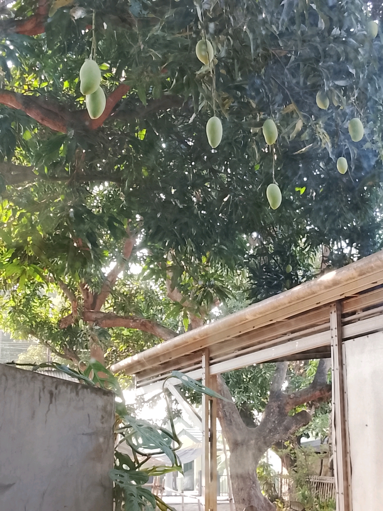 The image captures a view of a mango tree laden with unripe green mangoes, a common sight in tropical regions like Ujungrusi, Indonesia. The tree's branches are filled with dense green foliage, and several mangoes hang from stems, some in clusters, others individually. Sunlight filters through the leaves, creating a dappled effect. In the foreground, a concrete wall and a section of a structure with a metal roof and bamboo accents are visible. A tropical plant with large, perforated leaves climbs the wall. The overall scene depicts a lush, outdoor environment, likely a residential area or garden, typical of Indonesian landscapes.