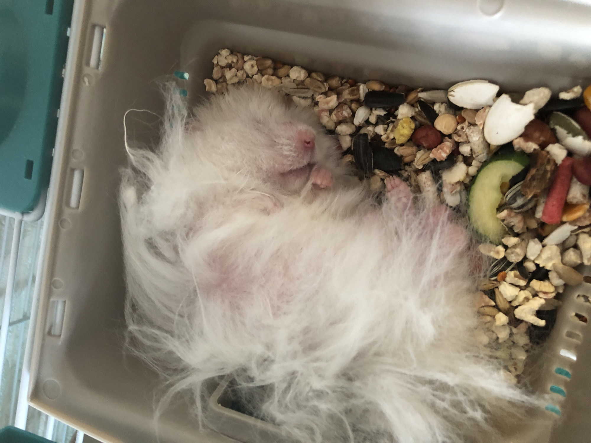 A fluffy white hamster is sleeping curled up on its side in a plastic cage filled with animal bedding and food. The hamster's pink nose and paws are visible amongst its long white fur. The cage has ventilation holes along one side. The image shows the interior of a pet's enclosure. There is no information in the image that can be used to determine the location of Solikamsk, Russia.