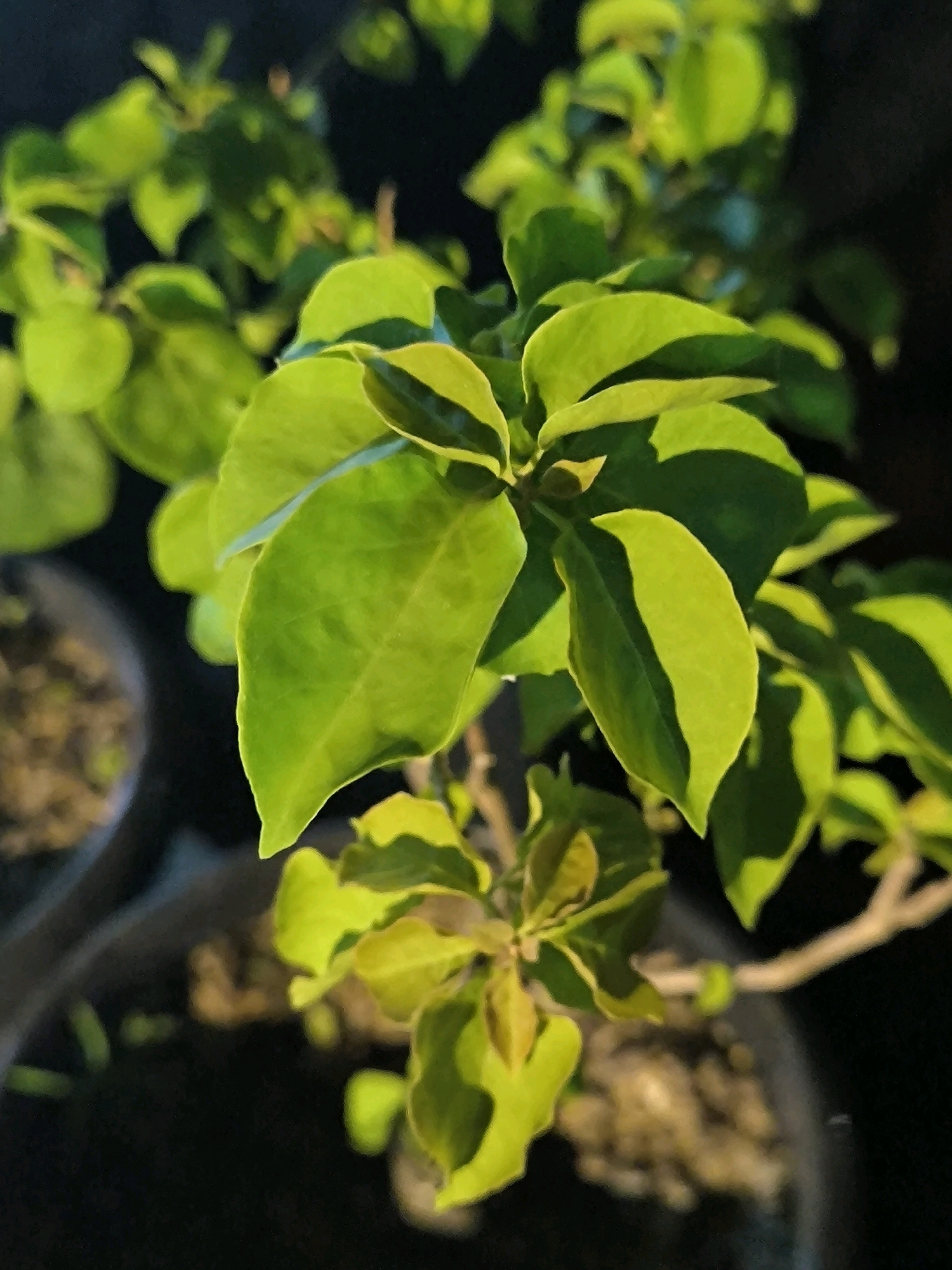 A close-up, macro photograph captures the vibrant green foliage of a plant, likely a bougainvillea, against a dark, blurred background. The leaves, illuminated by what appears to be artificial light, exhibit a rich emerald hue with some leaves showing hints of yellow, suggesting new growth or a play of light and shadow. The texture of the leaves is smooth, and their shape is broadly ovate with a pointed tip. The plant is potted, and glimpses of the dark soil and the edge of a black pot are visible in the out-of-focus foreground and background, indicating an indoor or sheltered outdoor setting. The overall impression is one of lushness and natural beauty, with the lighting creating a dramatic contrast between the illuminated leaves and the shadowy depths of the surroundings.