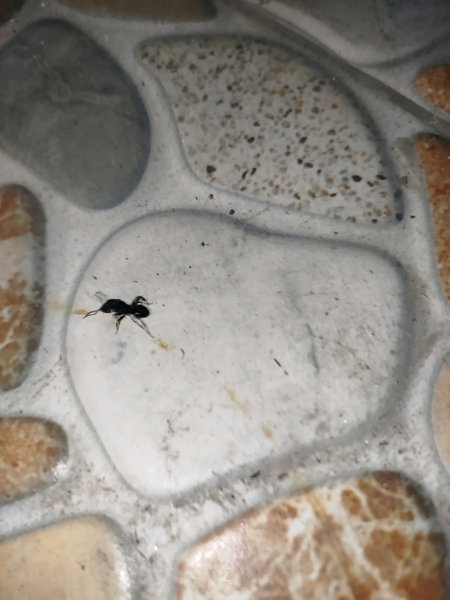 A small, black, spider-like insect with long legs is centered on a pale, smooth surface within a mosaic of irregularly shaped stones. The insect is positioned to the left of the image's center. The surrounding surface is composed of grey, beige, and brown stones, with white grout lines separating them. The lighting in the image is dim, creating subtle shadows. The scene is consistent with an outdoor paved area in Babadan, Indonesia.