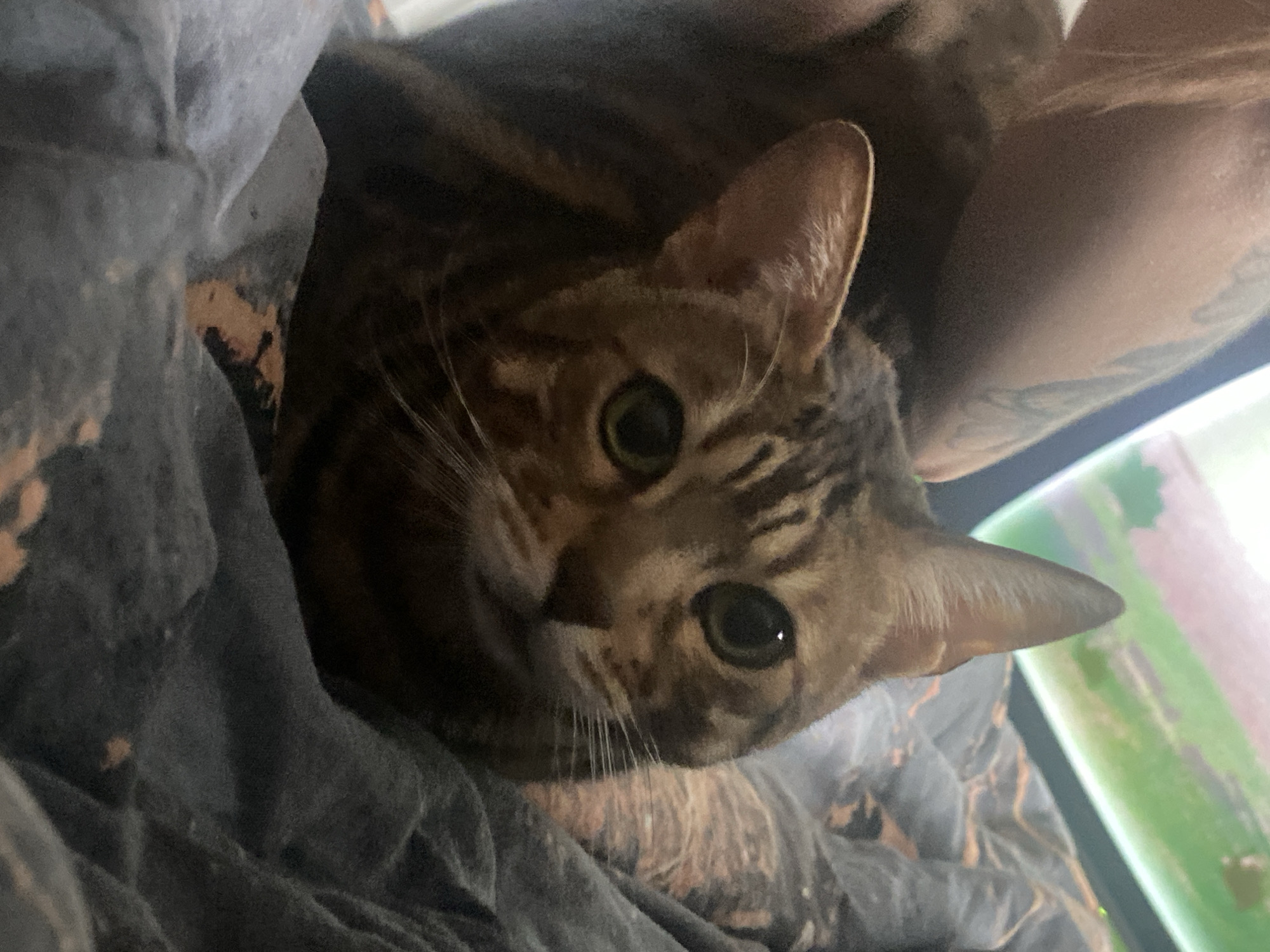 This media features a domestic cat, likely a Bengal or a similar breed, nestled amongst dark grey fabric. The cat, with its distinctive brown and dark-striped/spotted fur, looks directly towards the camera, showcasing its bright, alert green eyes and prominent white whiskers. Its expression appears curious and calm.
The setting is indoors, possibly on a bed or sofa in Chaikovsky, Russia, given the soft, dark grey material surrounding the feline. In the upper right of the frame, a human arm or shoulder, visibly adorned with tattoos, suggests the cat is in close proximity to a person, perhaps being held or cuddled. The lighting is somewhat dim, contributing to a cozy and intimate atmosphere.
A blurred background element on the right side of the image reveals a vertical object with hints of green and white, which could be part of a plant, a piece of furniture, or another decorative item in the room. The various crops emphasize the intricate details of the cat's fur, the alertness of its eyes, and the texture of the surrounding fabric. No visible text is present in the image. The time of day is not explicitly indicated but the indoor, subdued lighting conditions suggest it could be any time of day when interior lights are on or natural light is limited.