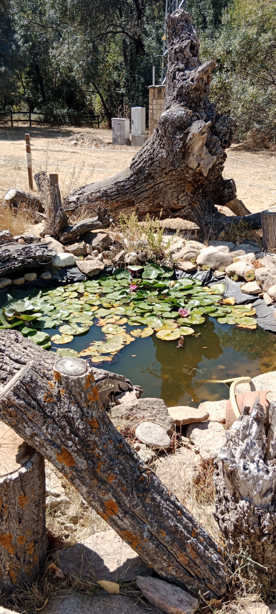 In the foreground of the image, two large, weathered logs are prominently displayed. The log on the left is a stump with an orange, lichen-covered surface. The log on the right is angled, also exhibiting orange lichen. Behind these logs, a small pond is visible, filled with numerous green lily pads. A few pink water lilies are scattered among them. The pond is bordered by various rocks and some dry vegetation. In the background, a large, gnarled tree trunk lies horizontally, its rough bark weathered and textured. Beyond the pond and logs, a dry, dusty ground stretches towards a wooden fence. Trees with lush green foliage form a dense background, indicating a wooded area. To the right of the large tree trunk, a metal tower structure is partially visible, along with two utilitarian boxes and a brick structure. The environment suggests a dry, rural or park-like setting. The location is the city of Cerezo de Abajo, Spain.