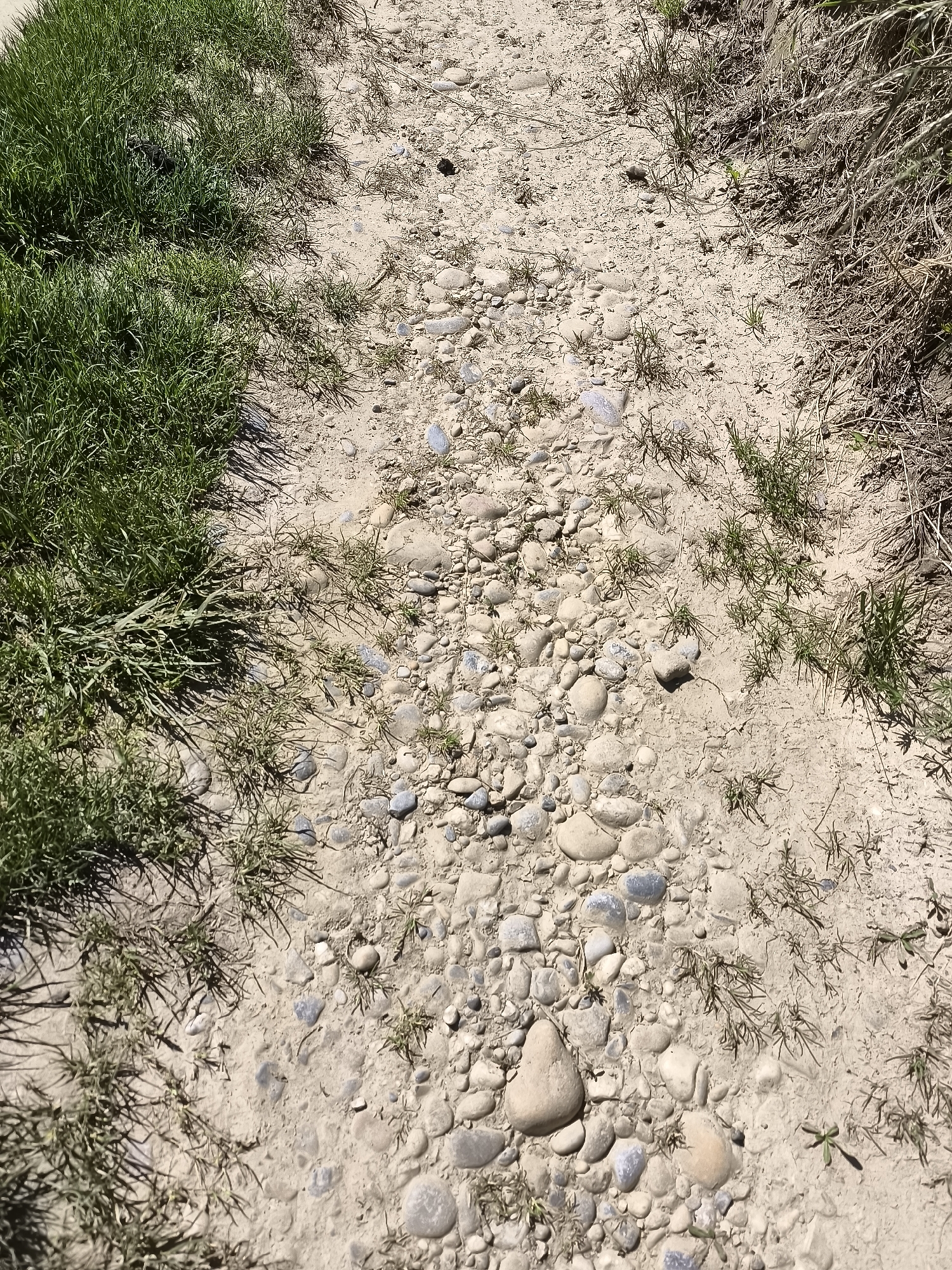 The image depicts a dirt path in a rural or semi-rural environment. The path is composed of compacted dirt, gravel, and small rocks. Vegetation, primarily green grass, grows along the left edge of the path. Sparse, dry vegetation is present on the right side. The scene is well-lit, suggesting daylight conditions. The exact location within Chaponnay, France cannot be determined from the image alone. No people or animals are visible.