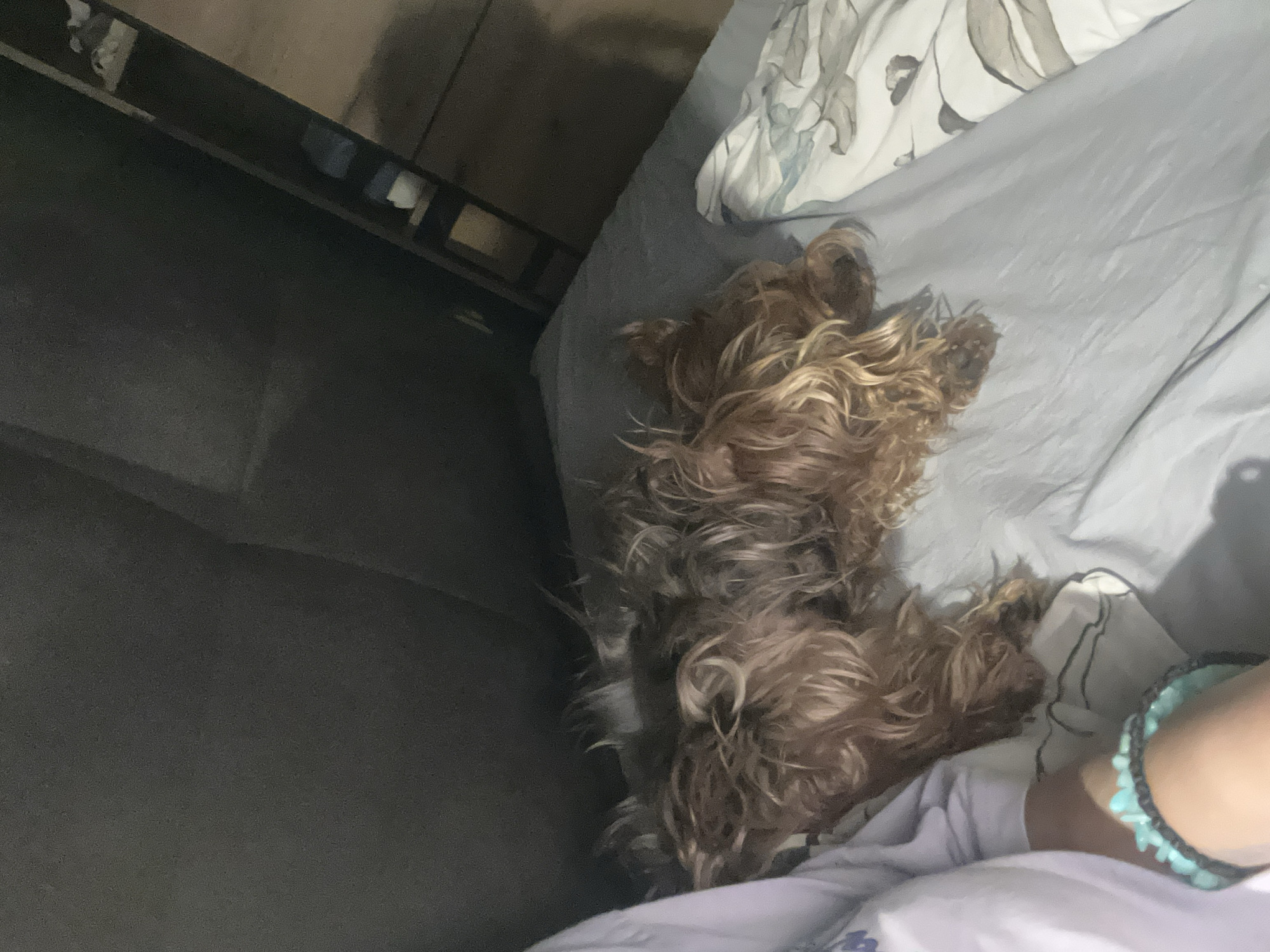 The image shows a small brown dog with long, curly hair lying on a bed with a gray and white patterned blanket. The dog is positioned diagonally across the center of the frame, with its head towards the top and paws towards the bottom. To the left of the bed, there is a gray couch or cushioned structure. A person wearing a turquoise beaded bracelet and a white shirt is visible on the bottom right corner of the image. There is no indication of the image's location in Burgas, Bulgaria.