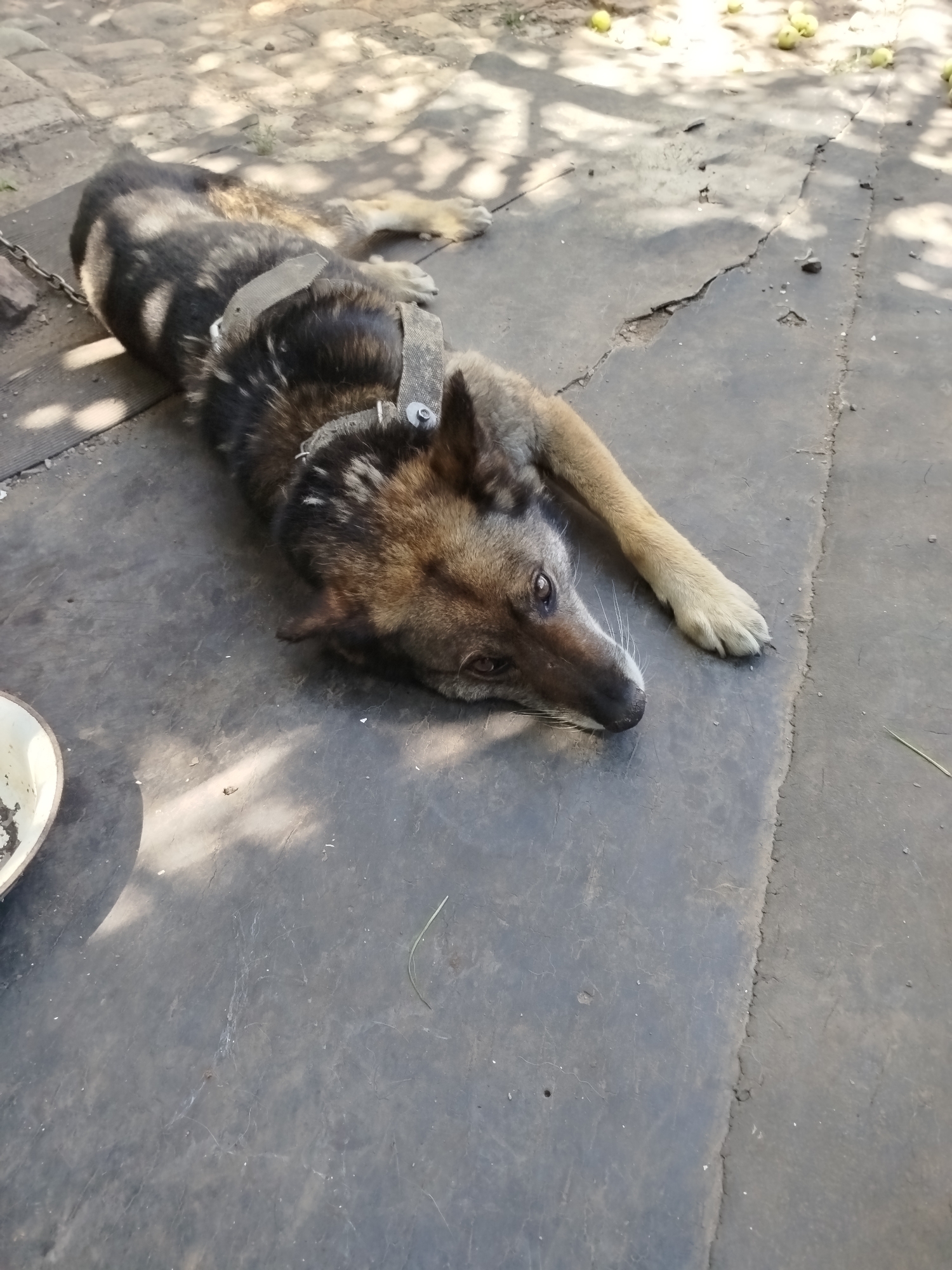 A medium-sized dog with grey, brown, and black fur lies on a cracked concrete surface. The dog is wearing a grey fabric collar and appears to be chained, as a metal chain is visible extending from its collar. The dog's body is stretched out, with its head resting on the ground and its eyes open. The background shows a dappled shadow pattern, suggesting it is outdoors in an area with trees. A partially visible white bowl is to the left of the dog. Scattered light-colored objects, possibly fallen fruit, are visible in the upper right portion of the image. The scene appears to be a yard or outdoor area.
