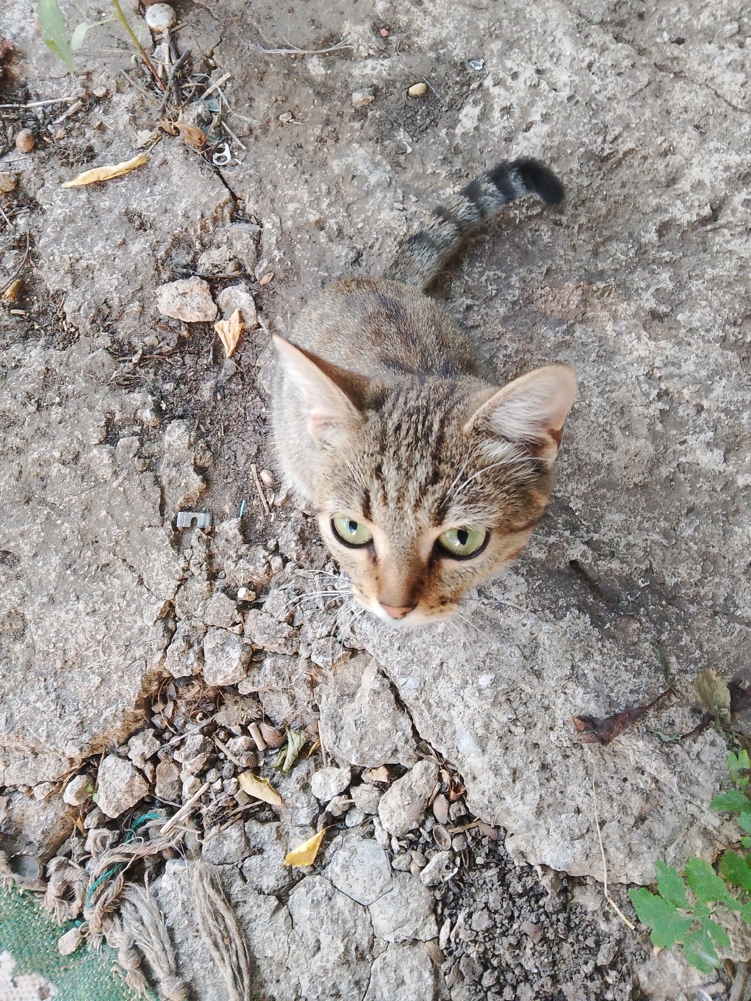 A tabby cat with green eyes is looking up from a cracked concrete surface. Debris, including small stones, dried leaves, and a piece of rope, is scattered around the cat. The cat's tail, marked with dark stripes, is visible extending away from its body. In the upper left corner, a green leaf from a plant is also visible. The scene appears to be outdoors, likely on a street or sidewalk, in the city of Khrestivka, Ukraine.