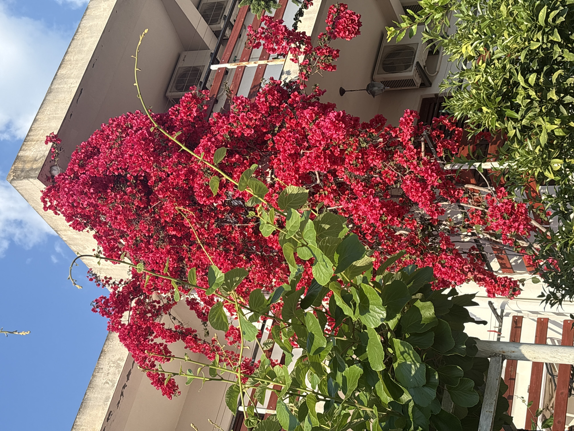The image shows a building in Bar, Montenegro, with a facade covered in bright red bougainvillea flowers. The building has a concrete overhang and multiple windows. Air conditioning units are visible on the exterior walls. Green foliage from a different plant is prominently featured in the foreground, partially obscuring the building and the bougainvillea. The sky is blue with some scattered clouds. The angle of the shot is from below, looking upwards.