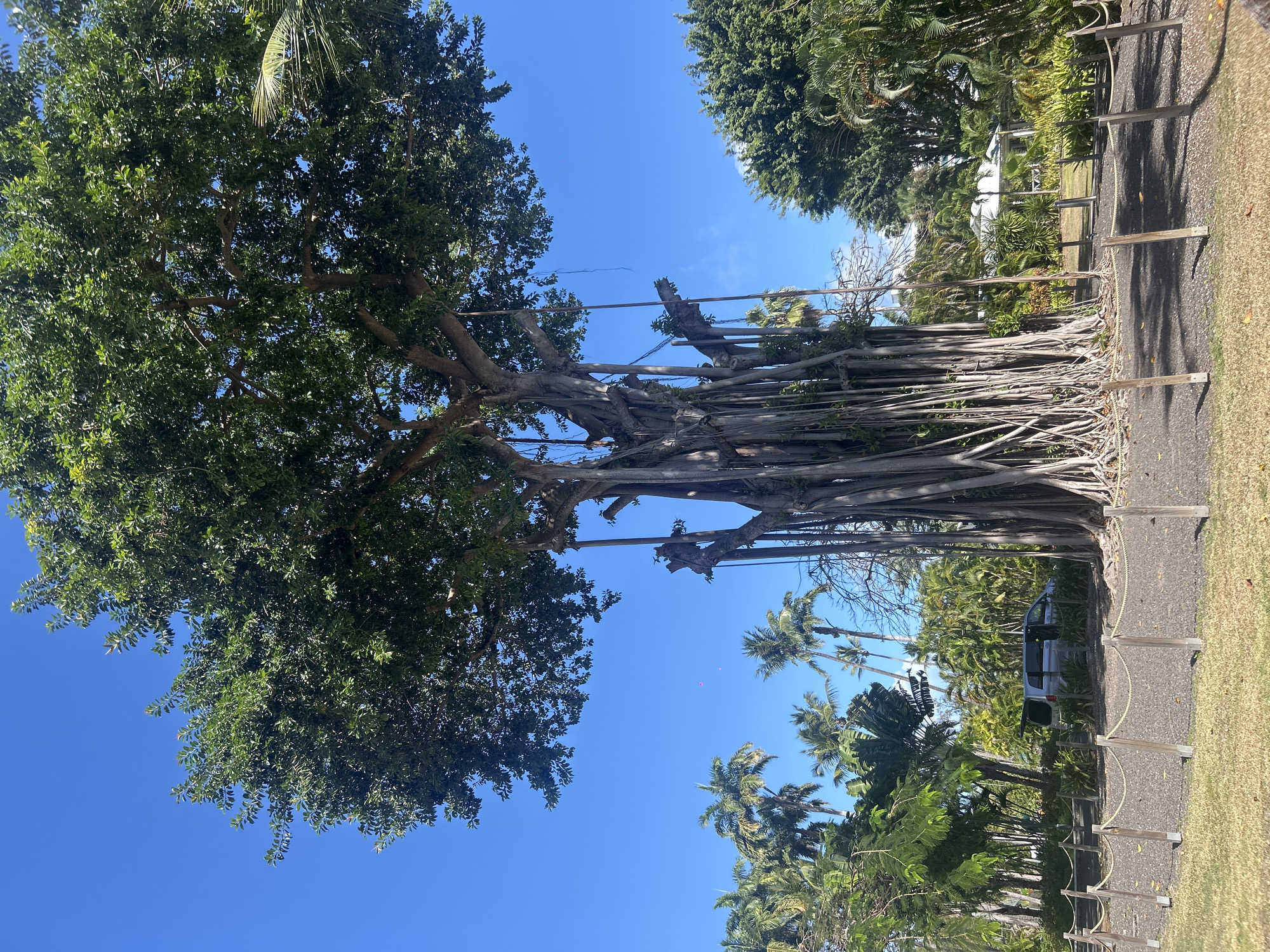 The image displays an outdoor scene in Sainte-Anne, France, under a clear, bright blue sky. A massive, mature banyan-like tree dominates the central and upper frame, characterized by a dense canopy of dark green foliage and numerous thick aerial roots descending from its branches, many reaching the ground. The immediate area surrounding the tree is a circular expanse of dark grey gravel or small stones, delineated by a low rope barrier supported by dark wooden posts. To the lower left, a patch of green grass is visible. In the mid-ground, a silver minivan is parked, partially obscured by tropical vegetation, with its rear hatch open. The background is replete with lush tropical flora, including numerous tall palm trees and various green bushes. Partially visible in the distant background, through the foliage to the right of the main tree, is a white building with a white roof. Two small, distant red/pink spherical objects, consistent with balloons, are present against the blue sky in the upper left quadrant. No people are visible.