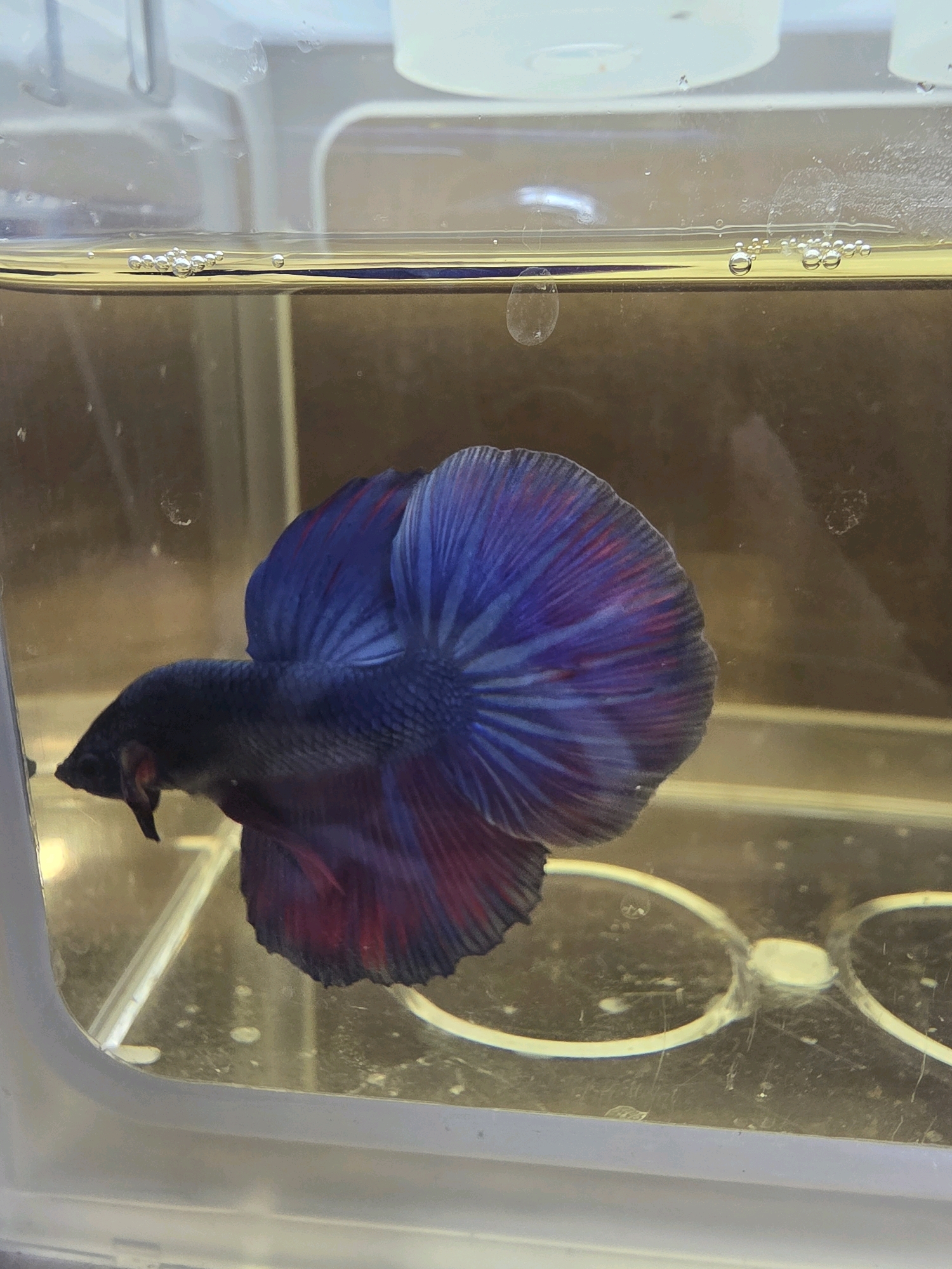 A betta fish, with deep blue and red fins, swims in a clear plastic container filled with yellowish water. The fish is positioned diagonally, with its head facing left and its elaborate tail fanned out to the right. Bubbles are visible near the surface of the water, clustered together. The container has textured white edges and appears to be part of an aquarium setup. The background is a blurred, warm brown color.