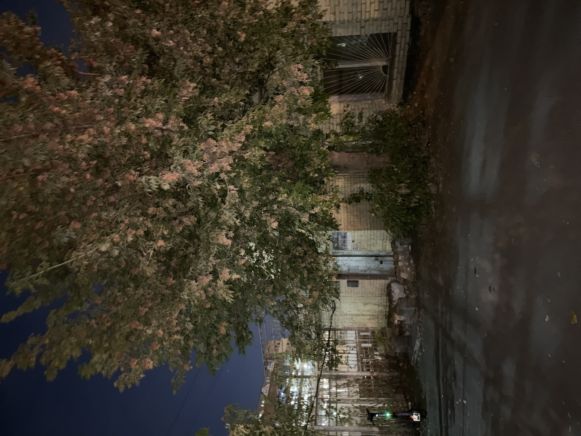 A wide shot captures an outdoor scene at night, featuring a large tree with light-colored blossoms dominating the foreground and midground. The tree's branches extend across the frame, obscuring parts of the background. Behind the tree, a brick building with a metal-barred window is visible. To the left of the building, a metal fence runs along the perimeter, with a portion of another building or structure visible beyond it. On the paved ground in the foreground, an electric scooter with illuminated green lights stands on the left side of the image. The scene appears to be in a somewhat unkempt urban environment, with debris scattered on the ground. The sky above is dark. The image does not contain any people.