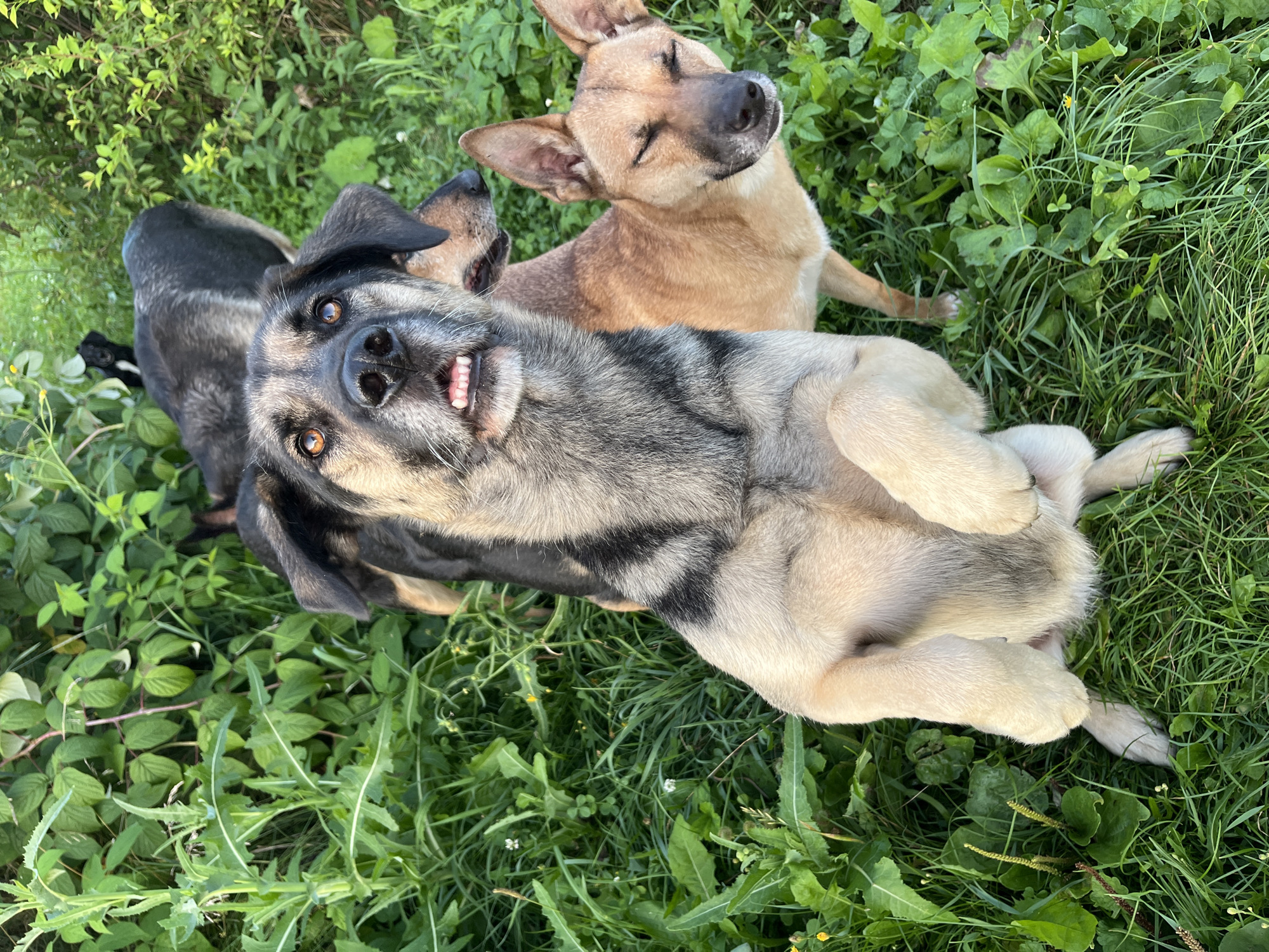 This image shows four dogs in a grassy outdoor area. The primary subject is a large German Shepherd-mix breed standing on its hind legs, with its front paws extended upwards. It has a gray and black coat with tan markings and is looking directly at the camera with its mouth open, revealing its teeth and tongue. To the right of this dog is a smaller tan dog with its eyes closed, appearing to be napping or basking in the sun. Behind the large dog, another dark-colored dog is partially visible, with only its head and back showing. In the background, a small black dog is seen amongst the green foliage. The environment is characterized by lush green grass and various types of plants and leaves, suggesting a natural or uncultivated setting. The lighting indicates it is daytime, likely late afternoon or early morning given the warm tones and shadows. There is no information or visual evidence present to suggest this scene is located in Nizhny Tagil, Russia, or any specific city.