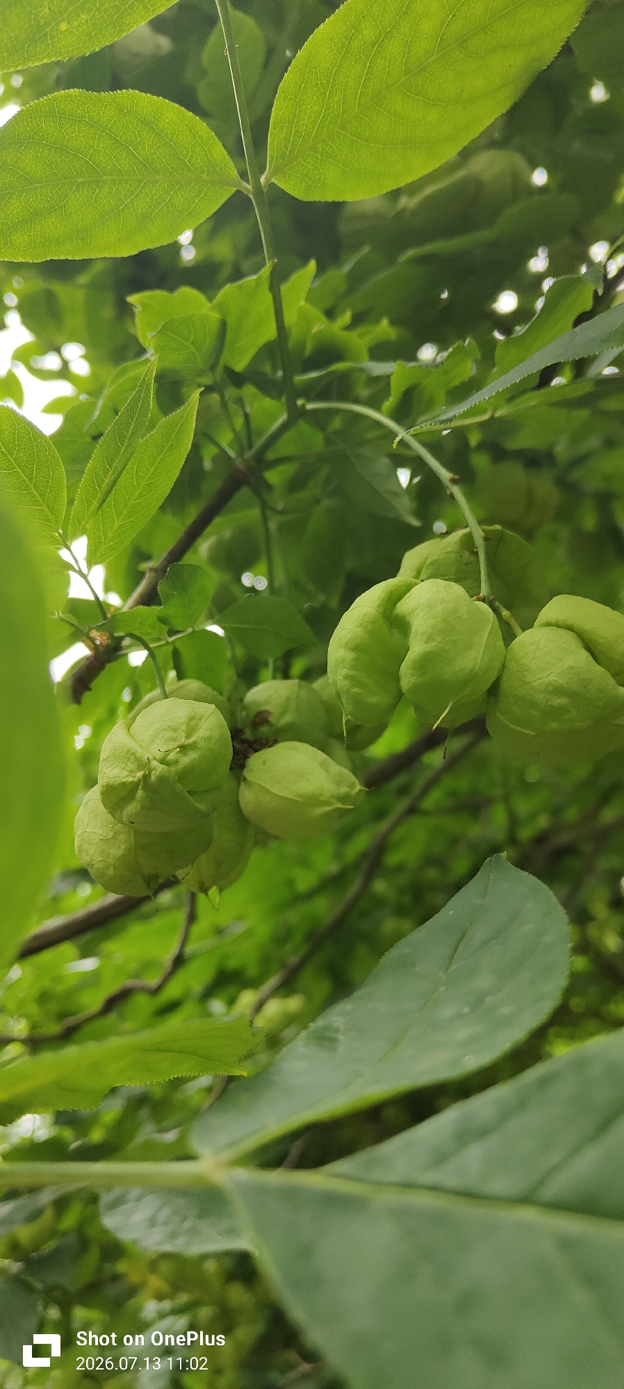 A close-up, vertically oriented, outdoor shot captures a cluster of light green, inflated seed pods hanging from a branch of a leafy tree. The pods have a slightly wrinkled texture and are clustered together, with some appearing to be fused. The background is filled with more green foliage and some blurred out, out-of-focus lights, suggesting a natural, possibly wooded area. The overall lighting is diffused, indicating an overcast day or the shade of the tree canopy. The image contains a "Shot on OnePlus" watermark and a date of "2026.07.13 11:02" in the bottom left corner. There is no identifiable location in Kaliningrad, Russia, nor any people or actions depicted.