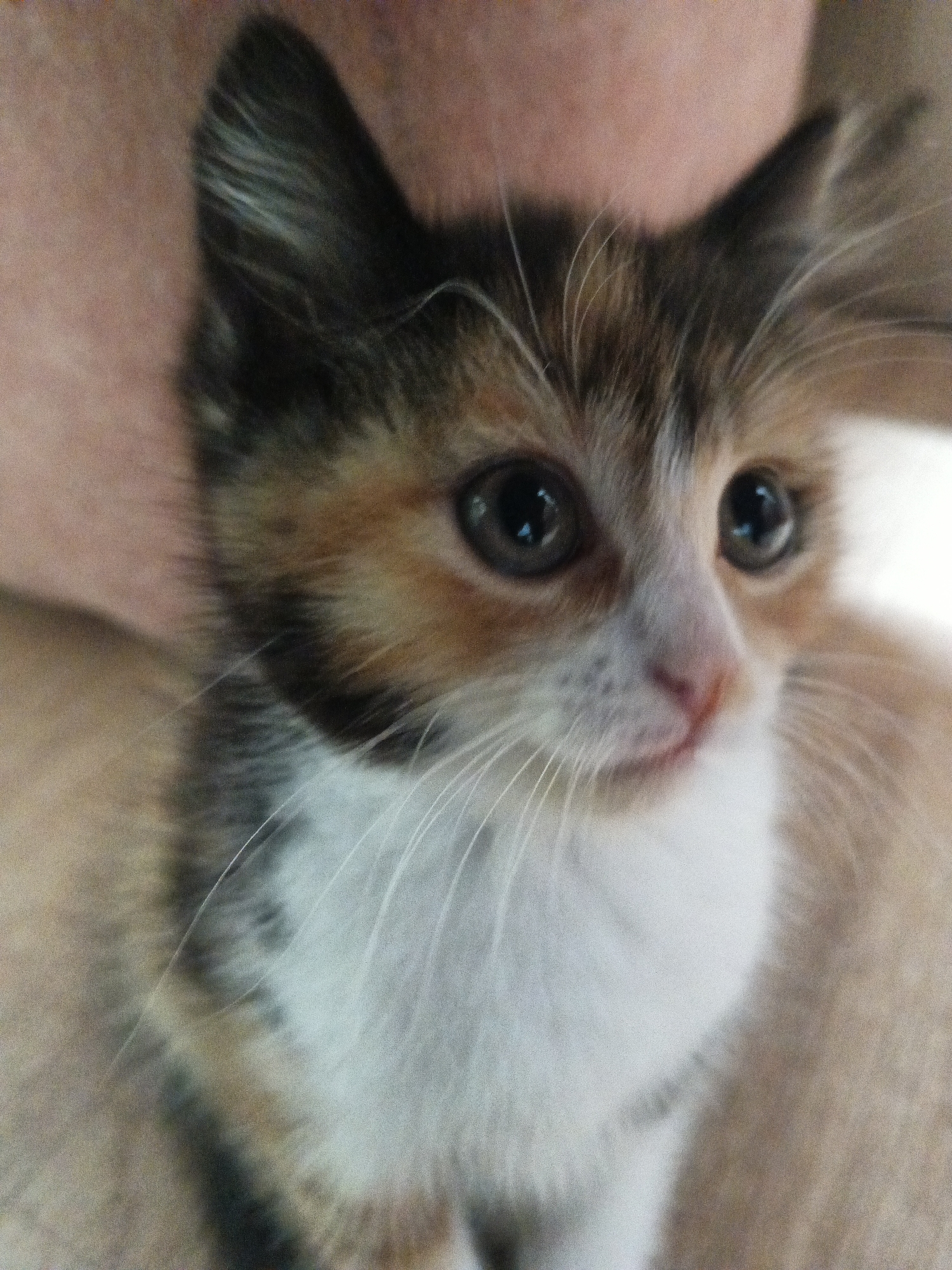 A close-up, high-angle, eye-level shot focuses on the face of a calico kitten. The kitten's fur is a mix of white, orange, brown, and black, with large, dark eyes and a pink nose. Its ears are pointed and alert. The kitten is held against a person's chest, whose skin tone is visible as a pale, peachy color. The background is blurred and indistinct, with no discernible features of Oblomikhino, Russia, or any other location. The image captures a moment of peaceful proximity between the kitten and its caretaker.