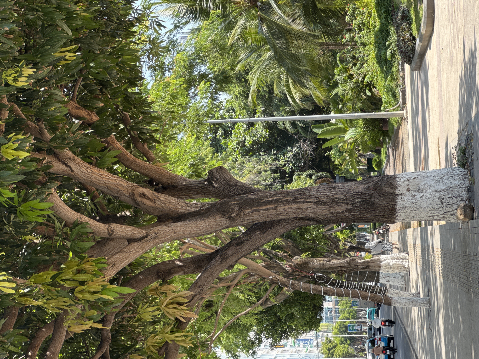 A street scene in Nha Trang Ward, Vietnam features a row of trees with whitewashed lower trunks lining a sidewalk next to a road. The trees have dense green foliage and thick, textured bark. Some of the trees are decorated with white string or tape wrapped around their trunks. A light pole stands near the sidewalk. On the road, several vehicles are visible, including motorcycles with riders and cars. A person walks on the sidewalk. The background includes more lush greenery, including palm trees, and a building is visible in the distance. The ground is paved with a sidewalk and a road. The lighting suggests it is daytime, with shadows cast by the trees and buildings.