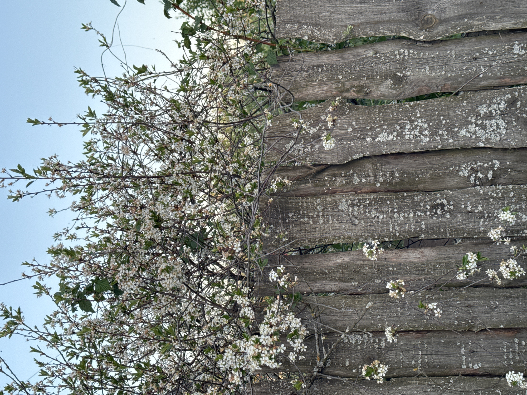 A medium shot shows a rustic wooden fence covered with flowering branches, likely in Chaikovsky, Russia. The fence consists of weathered, gray-brown planks, some covered with lichen, arranged horizontally. A tree or bush with small white flowers and green leaves spills over the fence's left side. Some flowering branches protrude through gaps in the fence. A pale blue sky is visible in the upper-left.