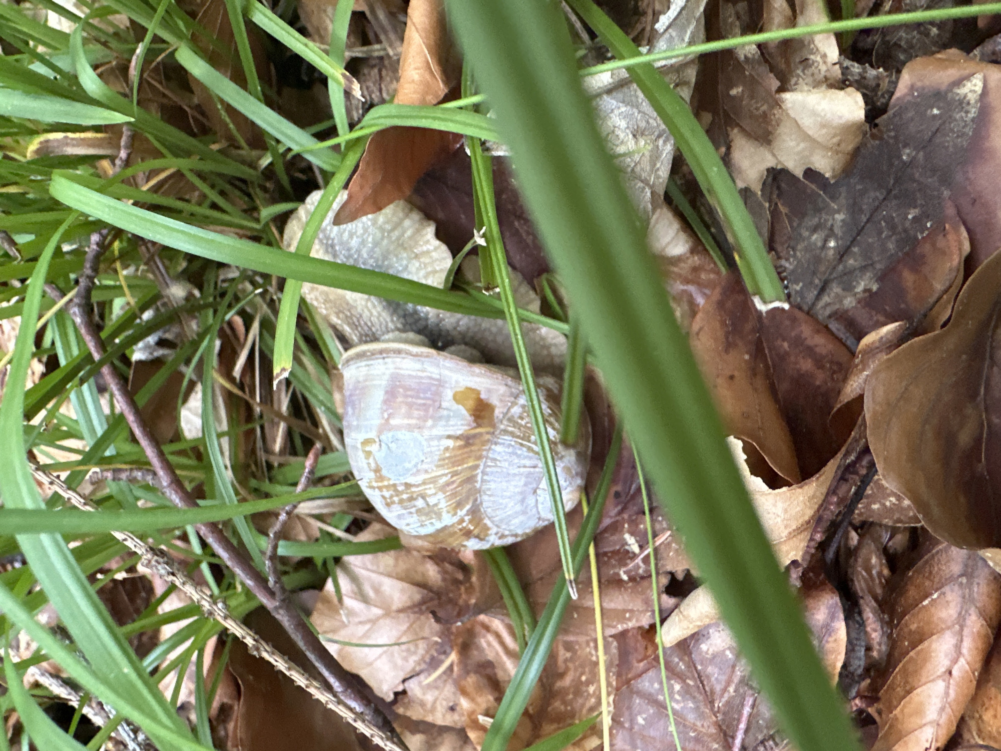 The image shows a close-up view of a snail's shell resting on a bed of fallen leaves and surrounded by green grass. The snail's shell is a spiral shape with earthy tones of brown, beige, and some faint blueish-grey hues. It appears to be partially camouflaged by its surroundings. The background consists of dry, brown leaves, some twigs, and blades of green grass, suggesting an outdoor, natural environment. There is no discernible human activity or structures visible in the frame. The image is taken from a slightly elevated perspective, looking down onto the scene. The location in Mitocu Bălan, Romania is not visually indicated in the image.