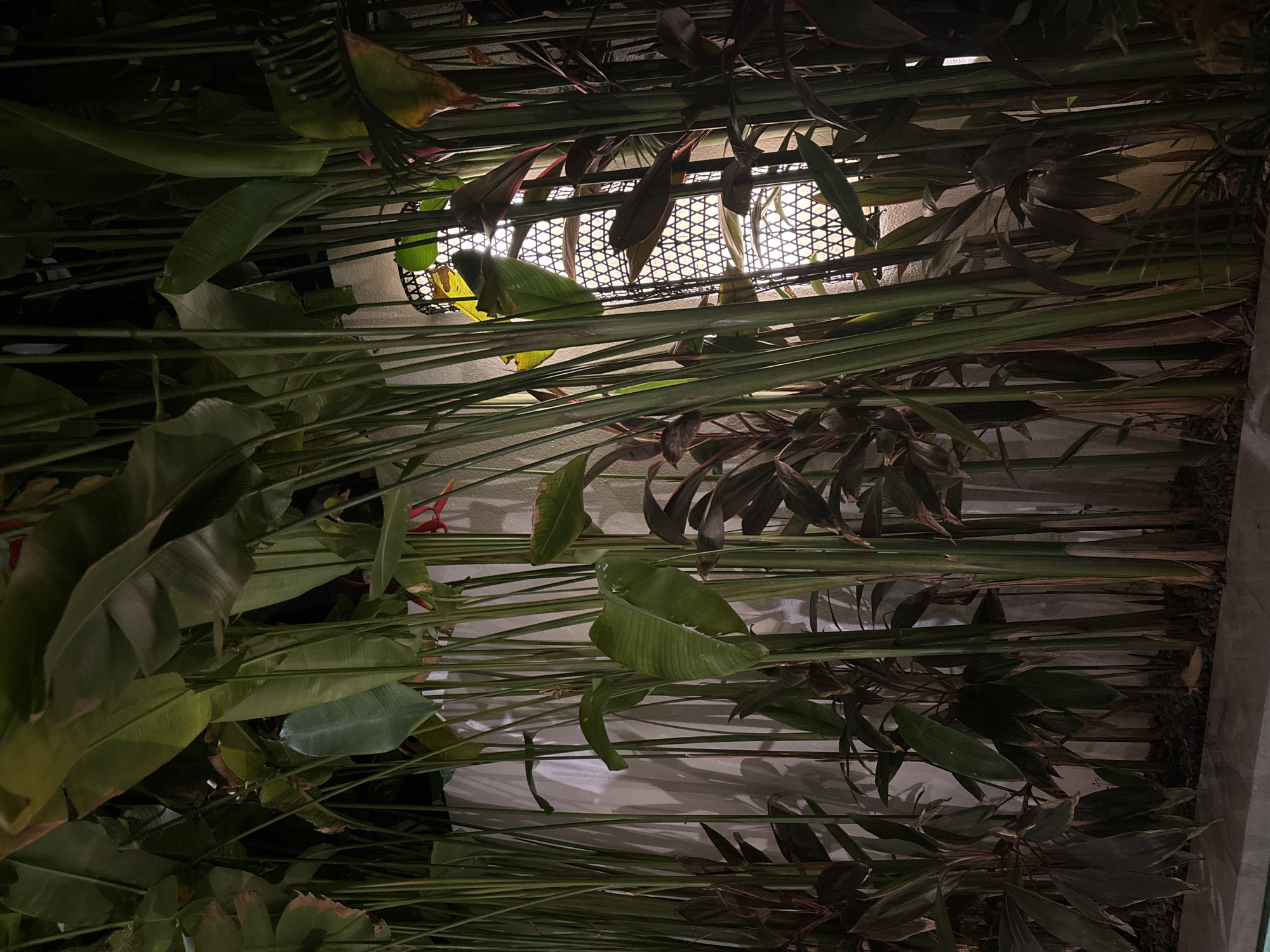 The image shows a view looking up towards a light fixture through dense foliage. The light fixture is a cylindrical lamp with a woven wicker or rattan shade. Surrounding the fixture and dominating the frame are various types of tropical plants. These include large, paddle-shaped leaves, possibly from a banana or bird-of-paradise plant, and narrower, reddish-tinged leaves. The light from the fixture filters through the leaves, creating a pattern of light and shadow. The specific location is Tumbak Bayuh, Indonesia.
