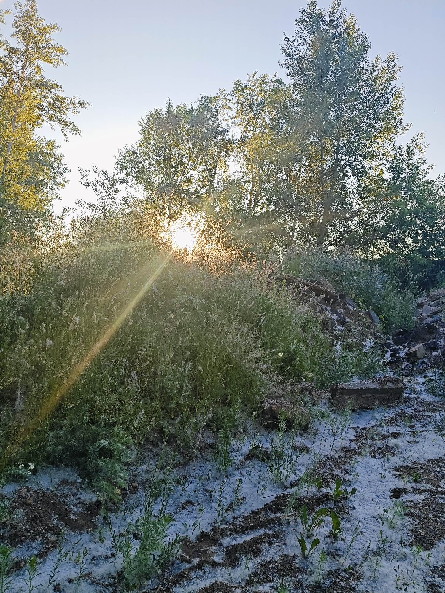 The image depicts an outdoor scene with overgrown vegetation and a bright sky. In the foreground, a patch of bare ground is covered in a light dusting of white, fluffy material, possibly cottonwood seeds, with small green plants growing through it. Behind this, a dense growth of tall green grass and other plants forms a thick bank, with some of the white fluff visible among the stalks. A pile of earth and debris, including some concrete blocks, is visible in the middle ground to the right. In the background, several trees with green foliage rise towards the sky, some of which are backlit by the sun. The sun itself is low in the sky, creating a strong lens flare and a sunbeam that cuts diagonally across the image from left to right. The overall impression is one of a natural, somewhat unkempt environment, possibly a park or a undeveloped area. This scene is located in Chaikovsky, Russia, as indicated by the presence of cottonwood trees, which are common in the region and known for shedding large amounts of fluff in late spring and early summer.