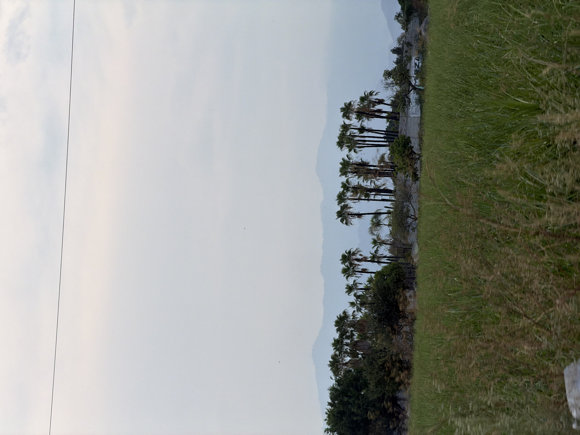 The image shows a scene in Cuautla, Mexico. Tall grass occupies the right side of the frame. A line of palm trees stands against a hazy backdrop of mountains in the mid-ground. To the left is an overcast sky. A single power line descends vertically through the left side of the image.