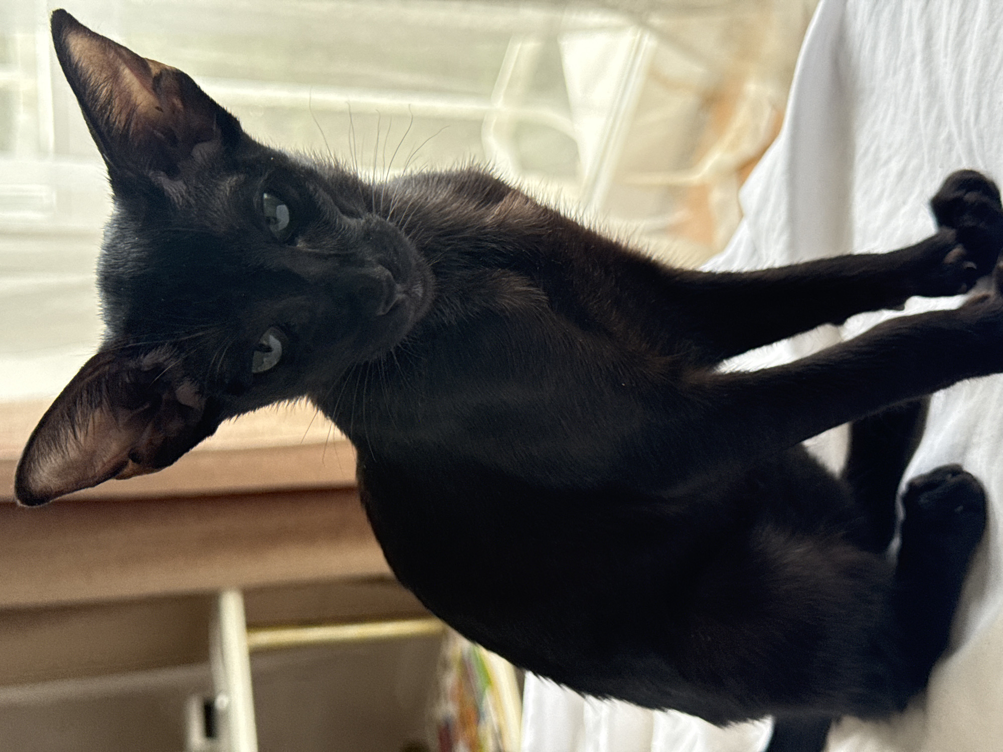 A black cat with large ears is positioned against a blurry background. The cat is lying on a white sheet and tilted. The foreground contains the top of a window shelf. The location is unidentifiable from this image. The existence of the city of Chaikovsky, Russia cannot be verified from this image alone.