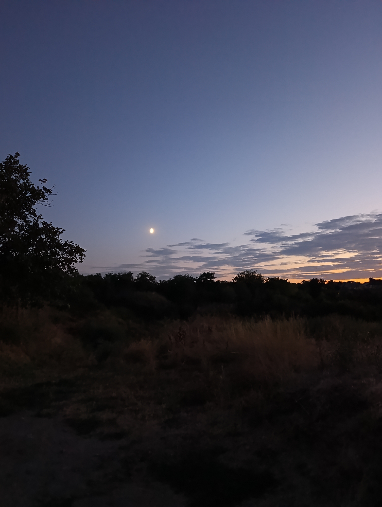 The image captures a twilight scene over a rural landscape, potentially in or near Roghi, Moldova. The sky is a gradient of deep blue at the top, transitioning to lighter blues and hints of orange and yellow at the horizon, indicating either sunrise or sunset. Wispy clouds are scattered across the sky, some catching the fading light.
In the mid-ground, a dark silhouette of trees and vegetation forms a dense line across the landscape. The foreground consists of dry, tall grass and a dimly lit path or ground cover, suggesting a natural or undeveloped area. A solitary tree with dark foliage is visible on the left side of the image, its branches reaching towards the sky. The moon is a small, bright disc in the upper portion of the sky, to the right of the prominent tree. The overall atmosphere is serene and tranquil, characteristic of the transition between day and night in a rural setting. There are no visible people or immediate signs of human activity.