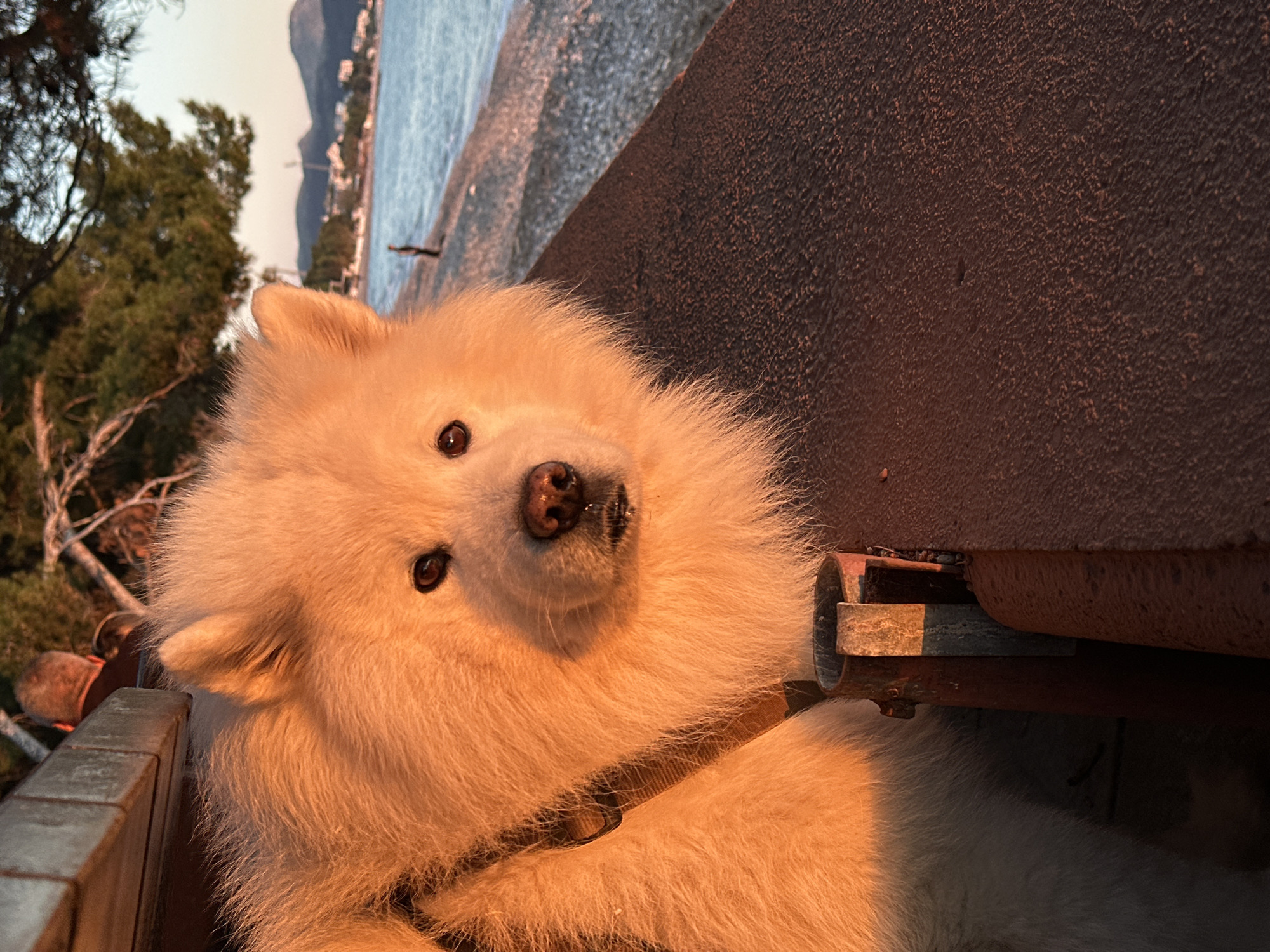 A close-up shot of a white Samoyed dog in Šušanj, Montenegro. The dog is lying down, facing the camera with its head tilted slightly. The background reveals a coastal scene with trees and buildings, suggesting the dog is near the shoreline. The surrounding structures appear to be made of wood and metal, casting shadows on the scene, and possibly part of a deck or walkway. The dog has a collar and harness, implying it's being kept in control. The lighting suggests either sunrise or sunset.