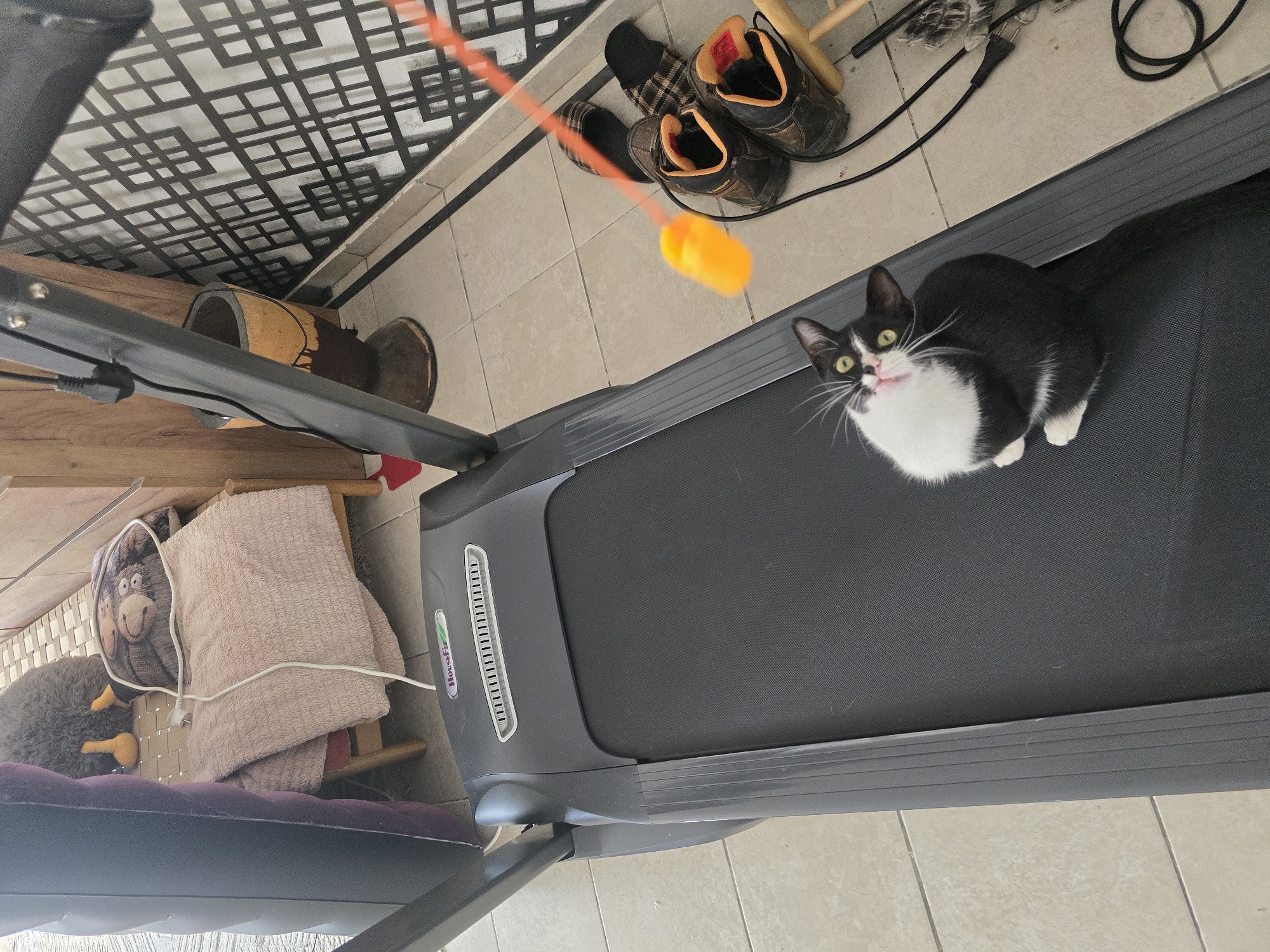 A black and white cat sits on a black treadmill in an indoor setting. The cat is looking up towards the camera with its mouth slightly open. To the right of the treadmill, there are a pair of brown boots and a pair of plaid slippers. An orange toy hangs from above the treadmill, with a yellow object attached to its end. In the background, there is a patterned wall and wooden furniture. The floor is tiled.