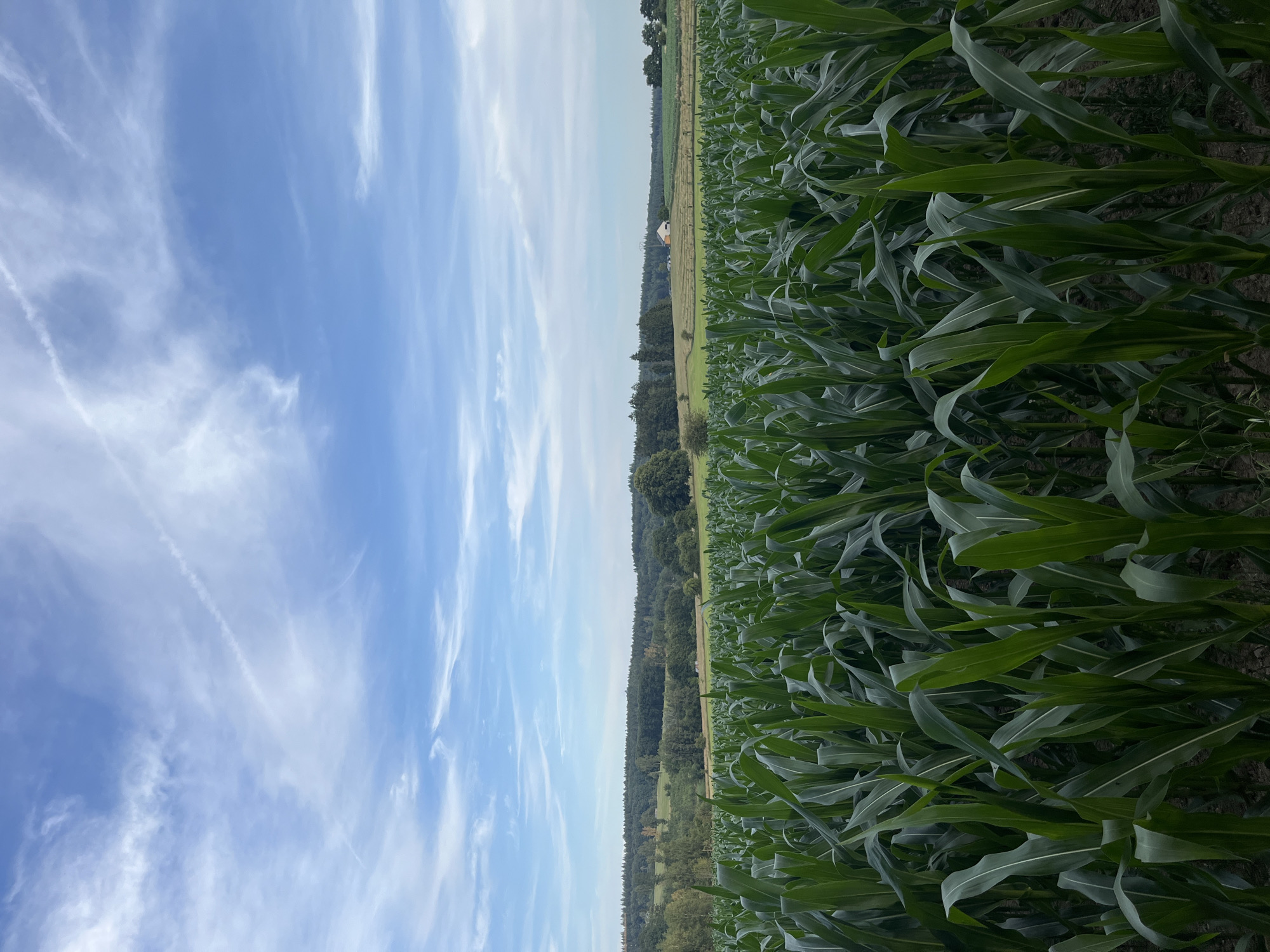 The image depicts a close-up view of a cornfield in Saint-Vith, Belgium. The foreground is dominated by dense rows of tall, green corn stalks, their leaves reaching upwards towards a partly cloudy blue sky. In the middle ground, a rolling landscape unfolds, characterized by a line of trees forming a distant horizon. Further back, a small white building with an orange roof is visible on a gentle slope, suggesting a rural or agricultural setting. The sky is a soft blue, streaked with wispy white clouds, indicating fair weather. The overall impression is one of a serene countryside scene in Belgium.