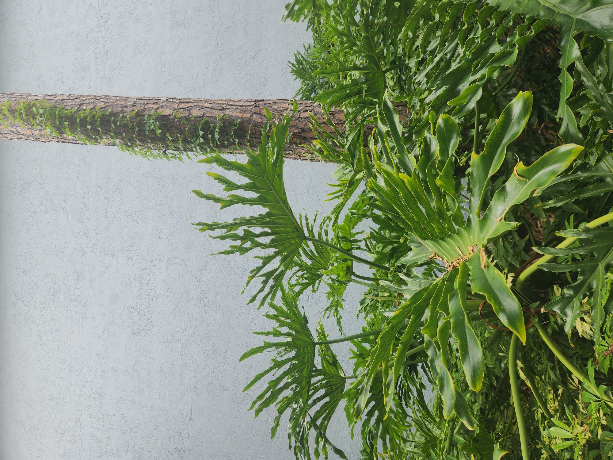 A vertical, eye-level, medium shot shows a textured, light blue wall in the background, with a thick, rough-barked tree trunk in the right half of the frame. The tree trunk is partially covered by thin, green vines that snake their way up its surface. In the foreground and mid-ground, lush, tropical green foliage with large, deeply lobed leaves dominates the scene. These leaves are a vibrant green and appear glossy, with some showing hints of yellow along the edges. The plants are dense and layered, creating a sense of depth. The image is static, with no people or animals present. The lighting suggests it may be overcast or shaded. The location is the city of Altamonte Springs, United States of America.