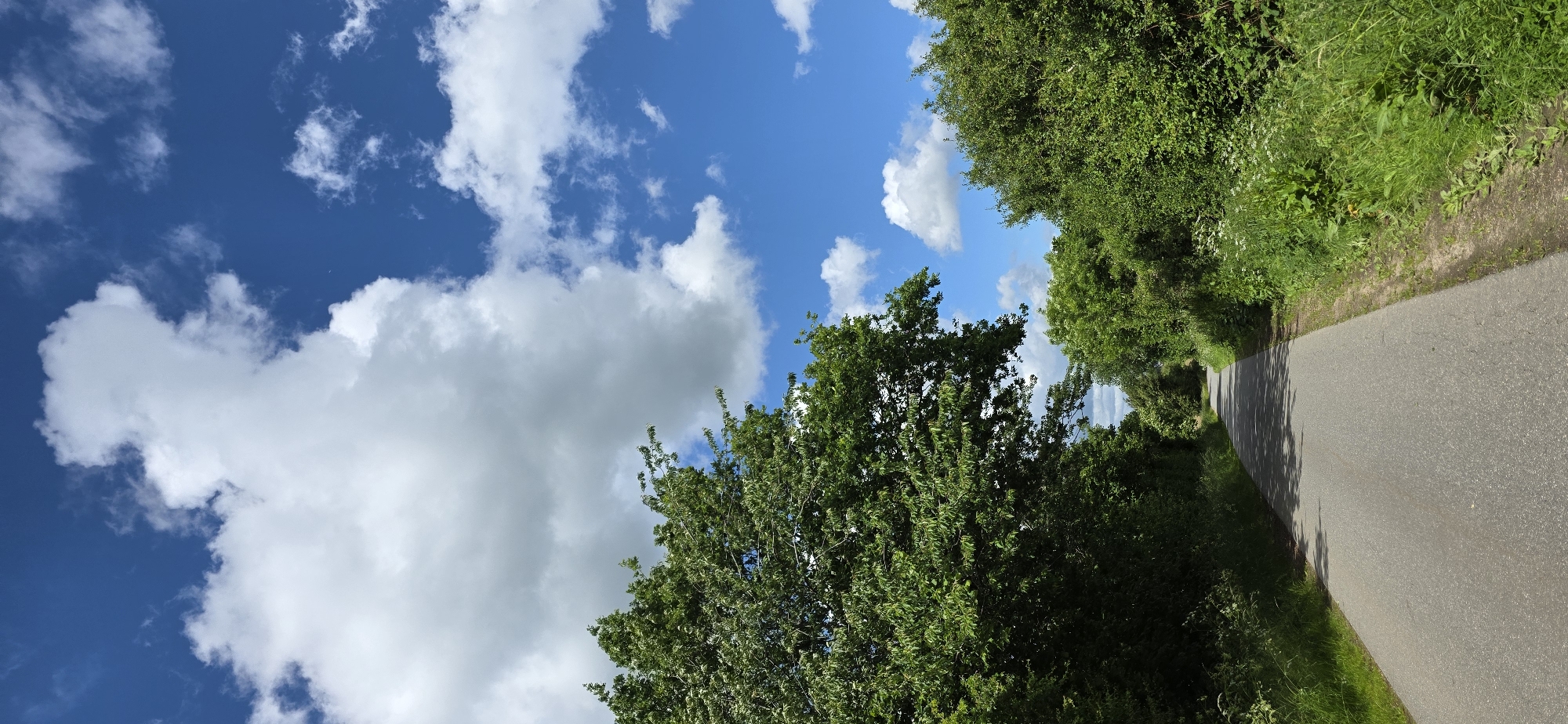 The image shows a rural road in Maasbüll, Germany. The road is paved and runs through a landscape with lush green trees and vegetation on either side. The sky is a vibrant blue with scattered white clouds, suggesting fair weather. The road appears to be empty, with no vehicles or people present. The perspective is from a low angle, looking down the road as it curves slightly into the distance. The overall scene depicts a peaceful, natural setting.
